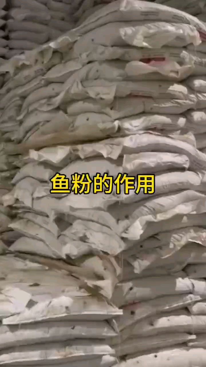 鱼粉的作用,鱼粉用途