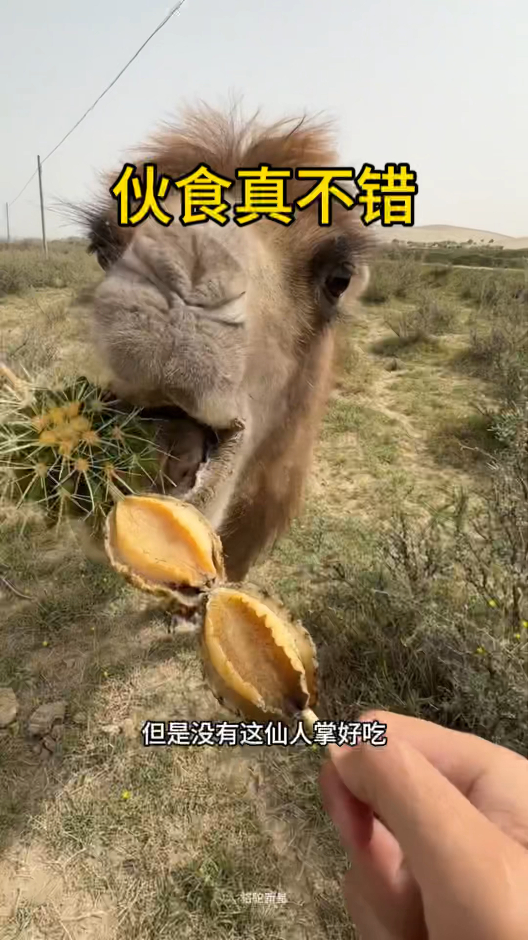 骆驼伙食不错,还有鲍鱼呢,但是骆驼爱吃仙人掌。