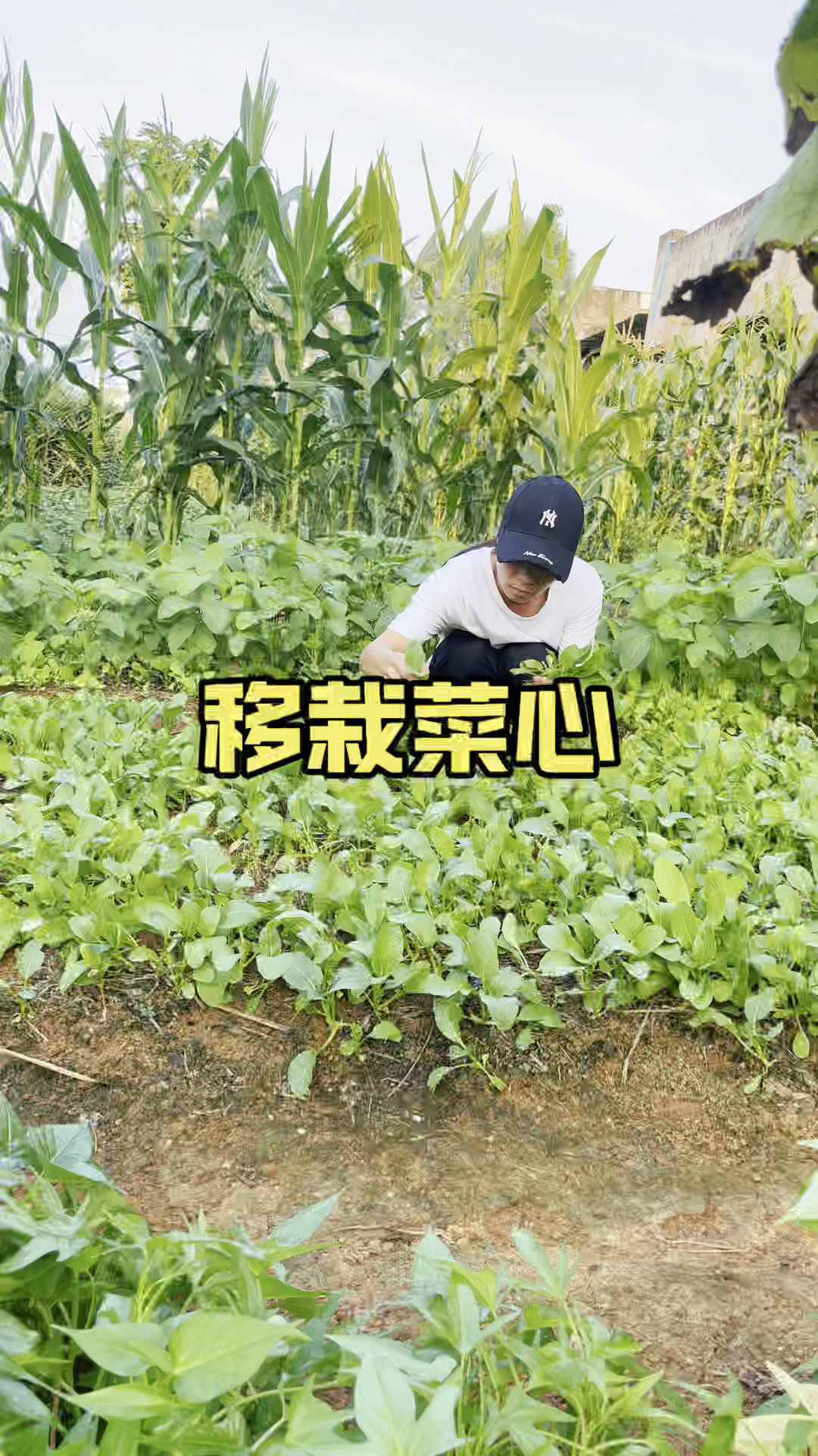 撒播20来天的四九菜心今天给它做个移栽#种植小技巧