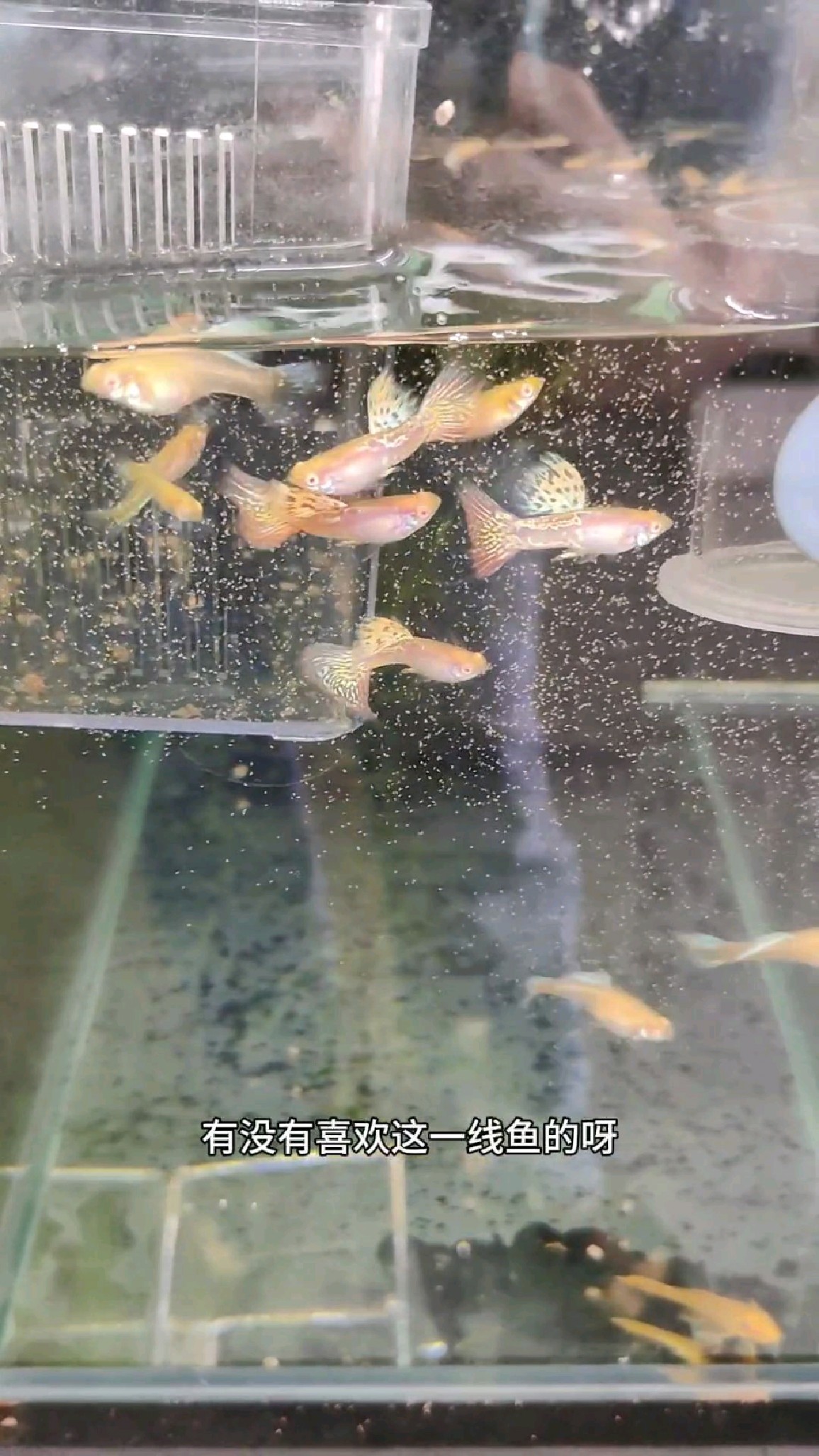 幻彩蛇孔雀鱼,超好看,绝对是小女生的最爱