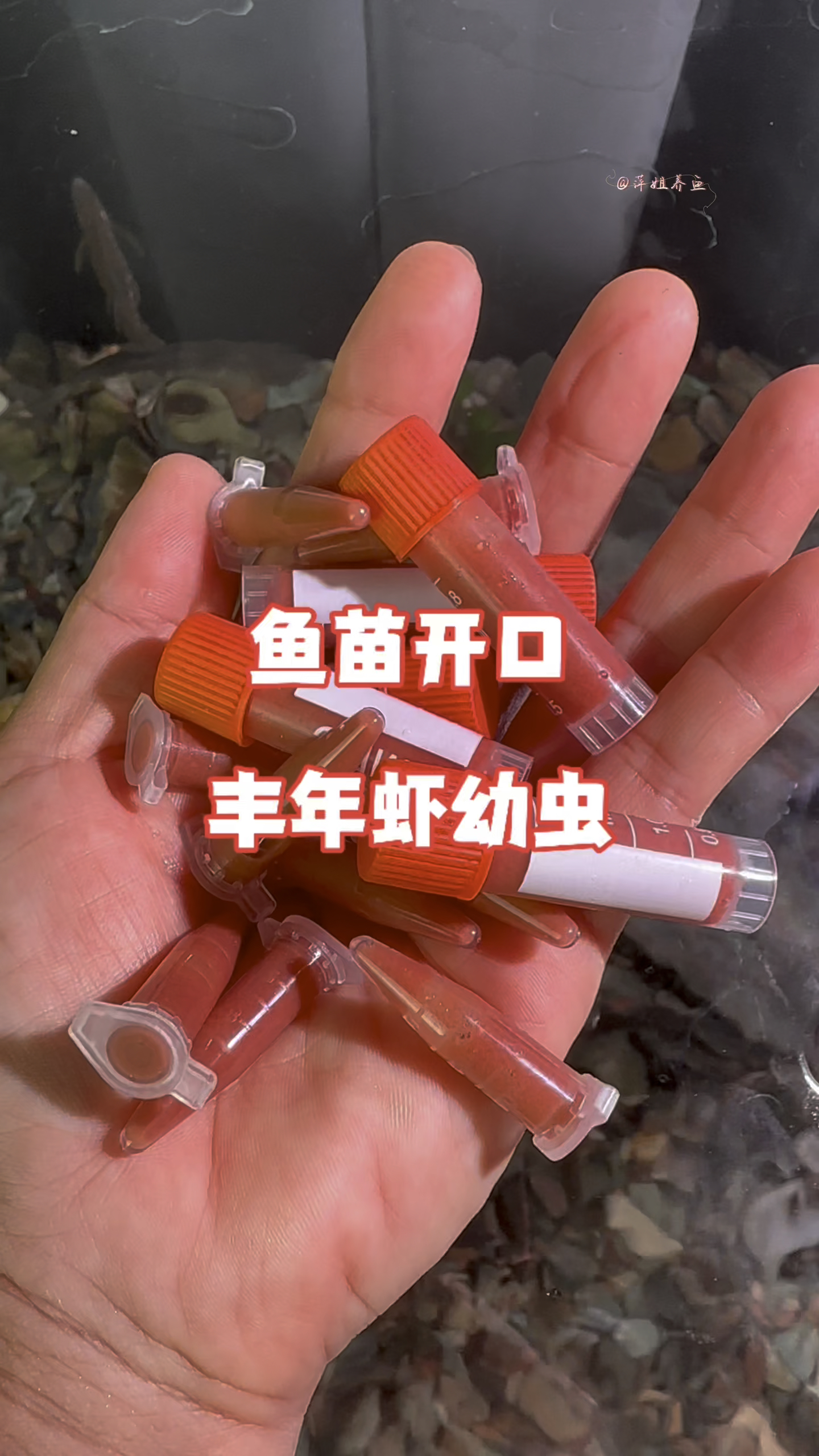 如果你不知道刚出生的小鱼苗喂什么,那你试试这个丰年虾幼虫