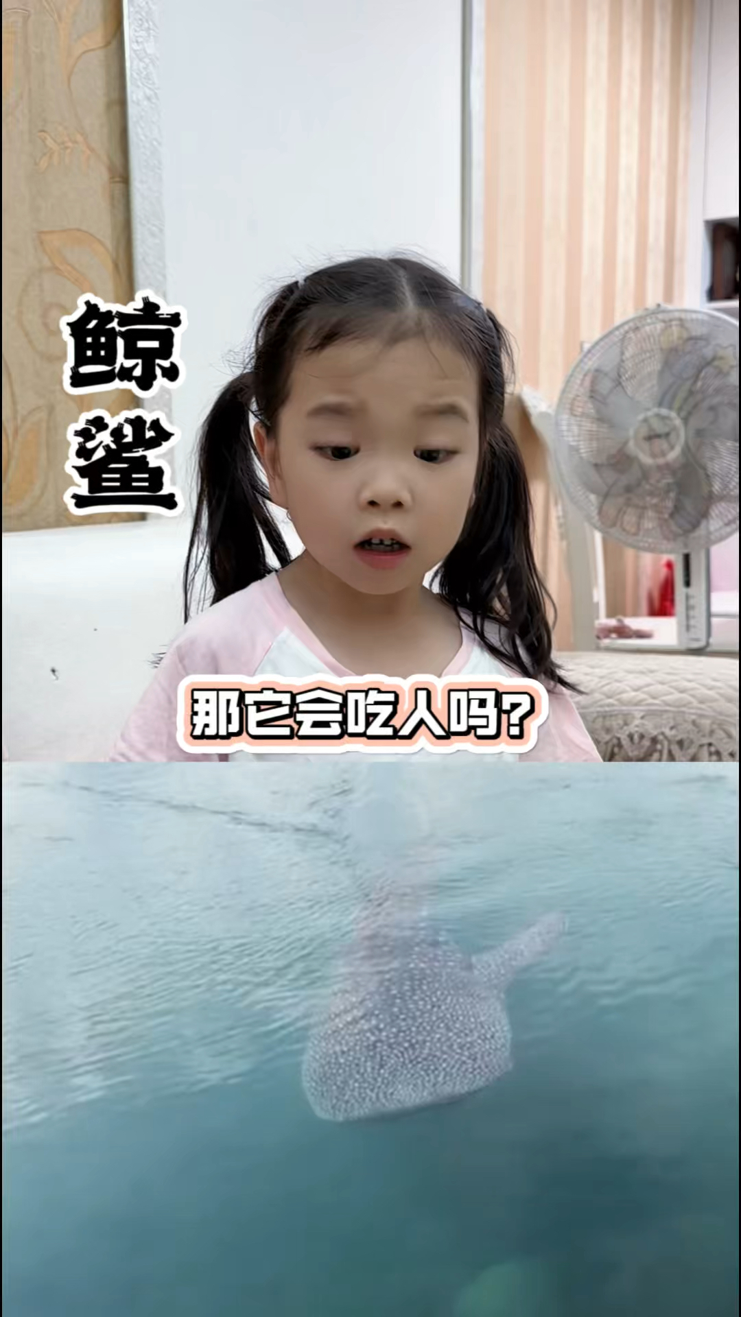 鲸鲨,为什么会被称为来自星星的鱼呢?一起了解一下吧#生活知识