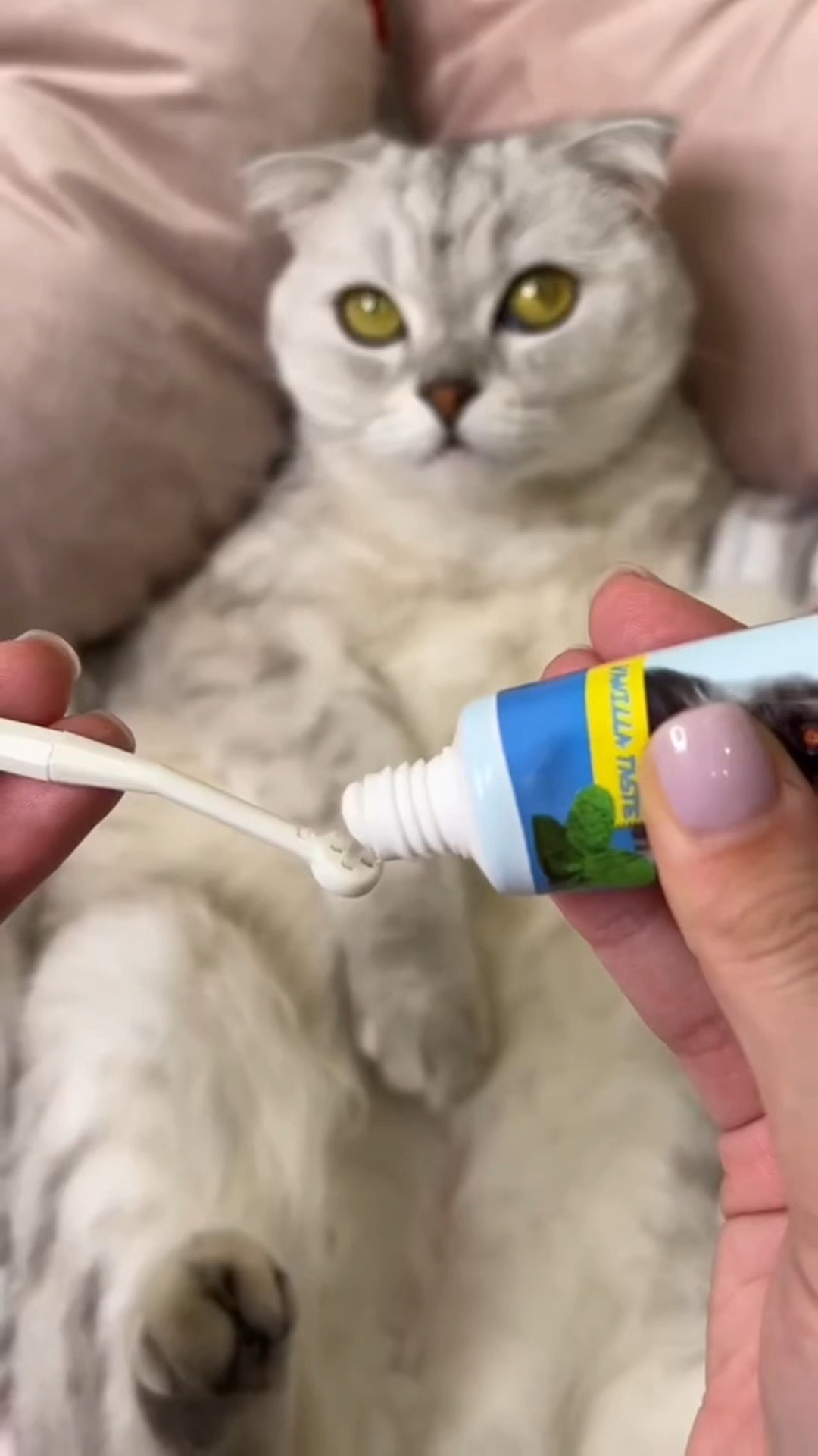 你给你家的猫主子刷牙吗?没刷过的可以试试,小猫的反应太搞笑了