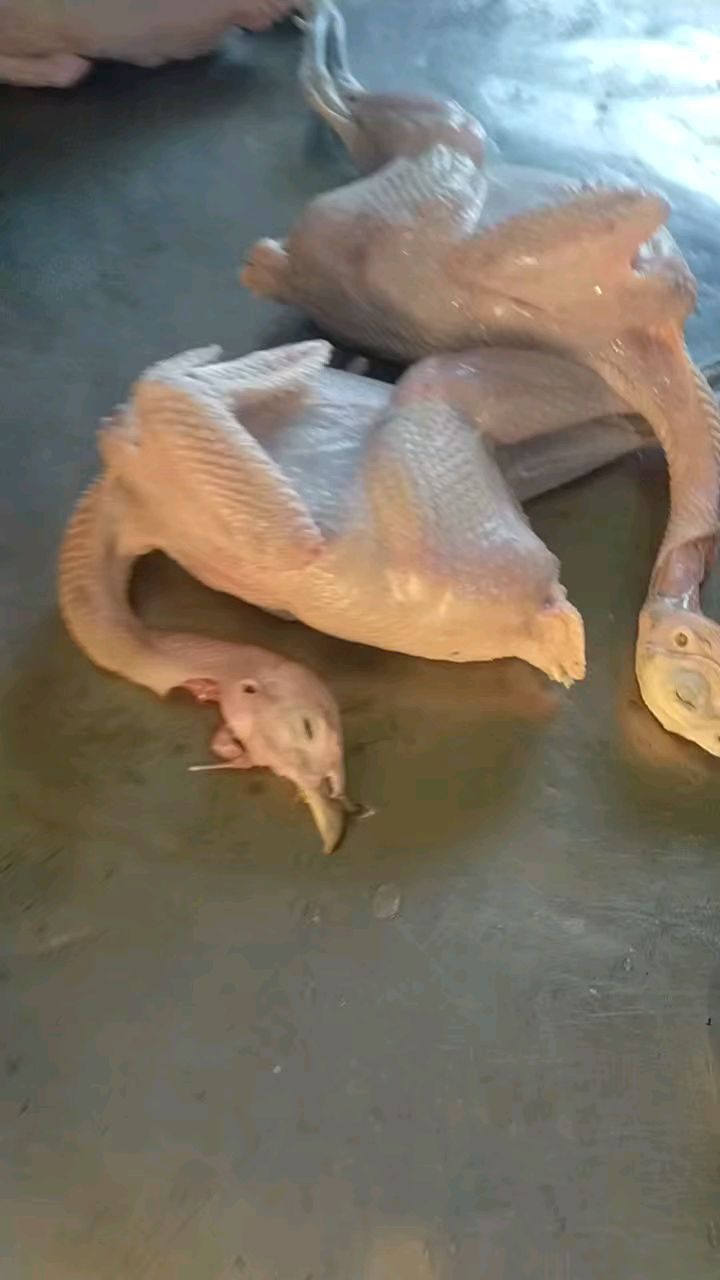 七彩山鸡现杀白条,快递发全国