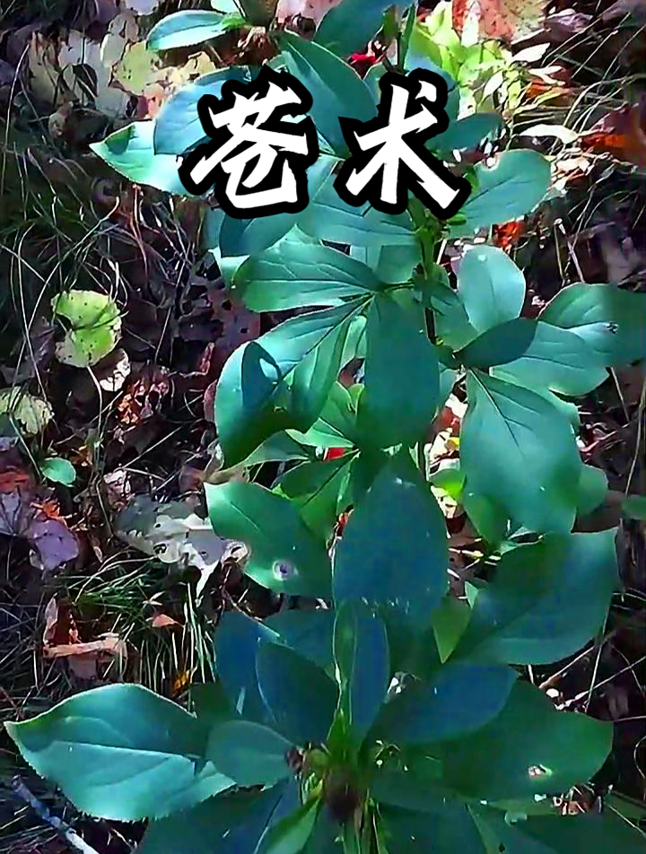 苍术也叫枪头菜,拿它泡水饮用,有助于促进身体消化