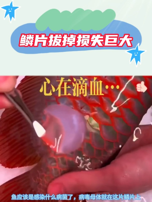 拔掉一个鳞片,居然损失这么大!