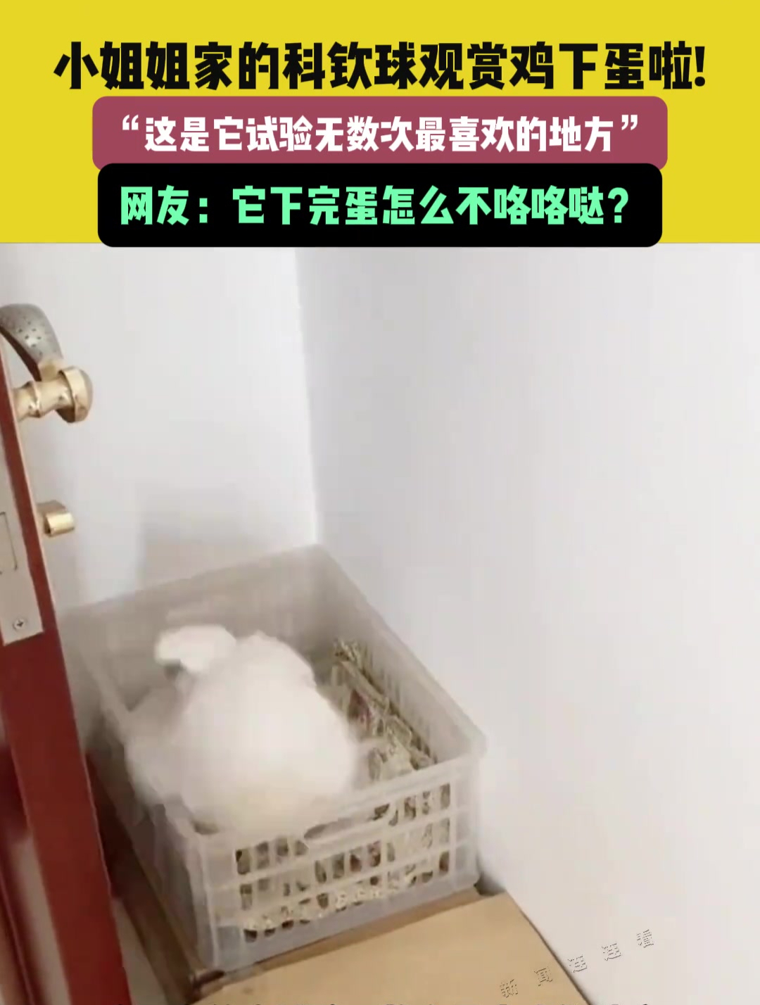 9月4日,天津(发布)小姐姐家的科钦球观赏鸡下蛋啦!“这是它试验无数次最喜欢的地方”,网友