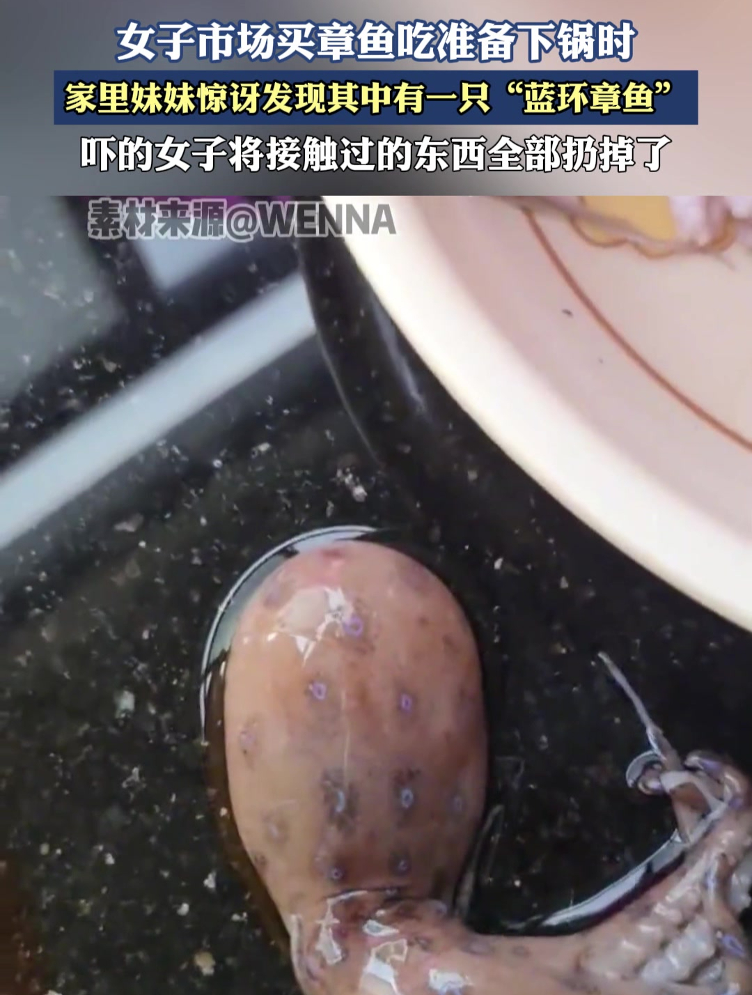 女子市场买章鱼吃准备下锅时,才发现其中有一只“蓝环章鱼”
