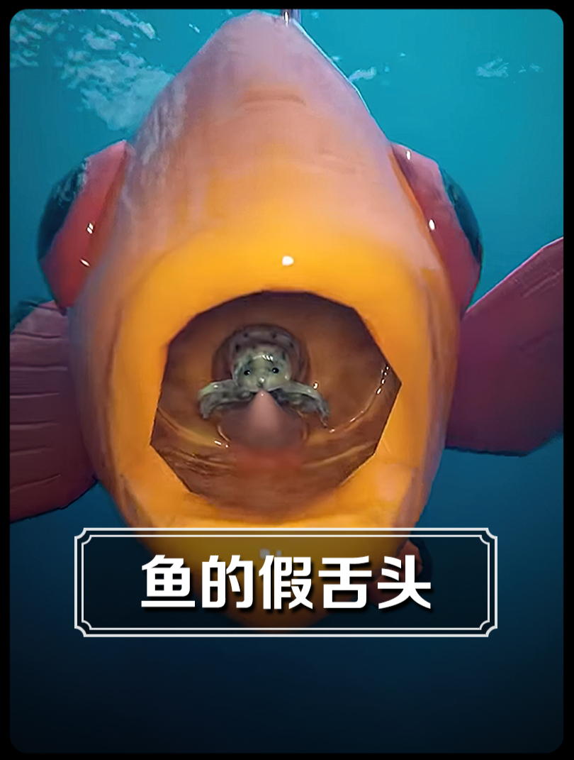 鱼嘴里竟然有这么恐怖的寄生虫!