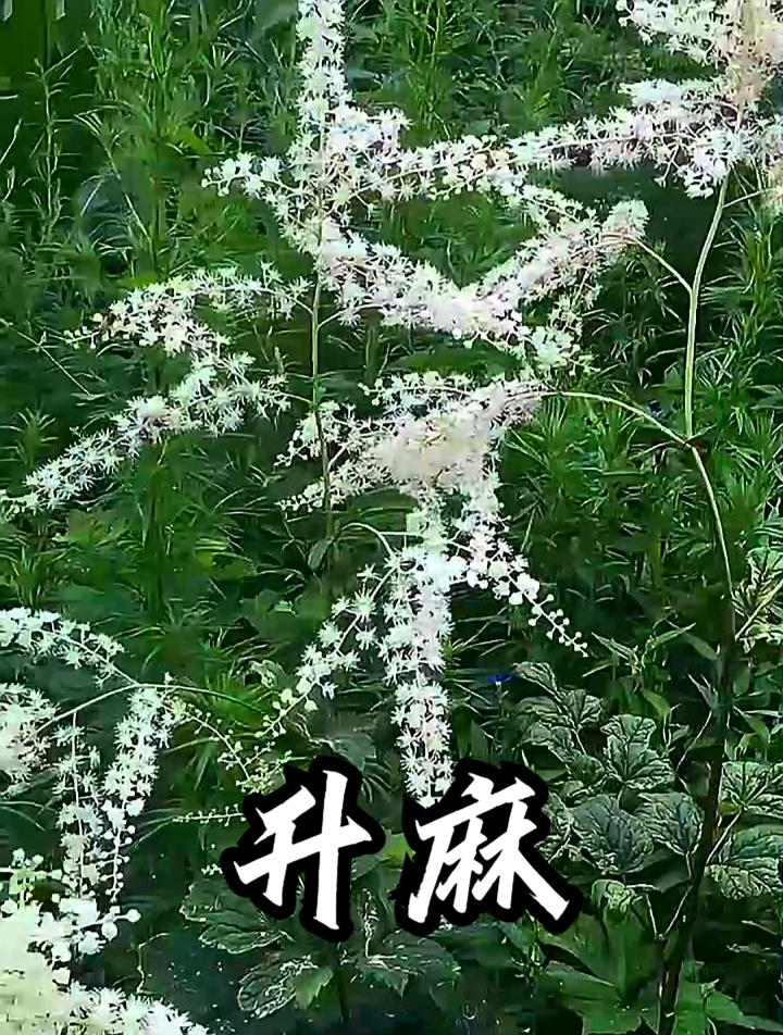 升麻也叫龙眼根,拿它煮水饮用,可以缓解失眠