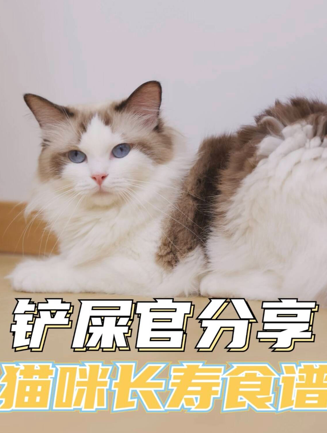 铲屎官分享,猫咪长寿食谱!