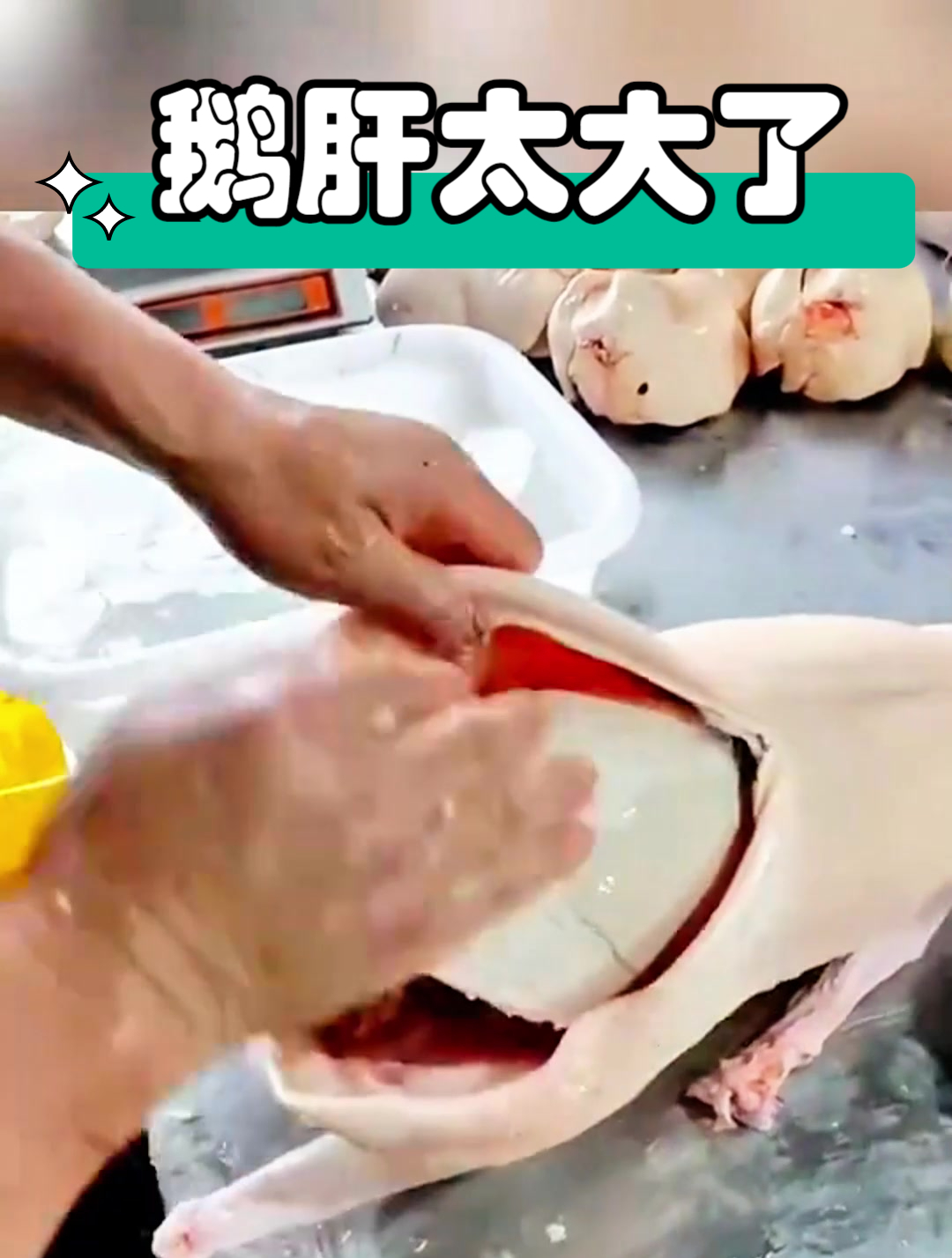 鹅肝太大了,险些把鹅肚子撑破