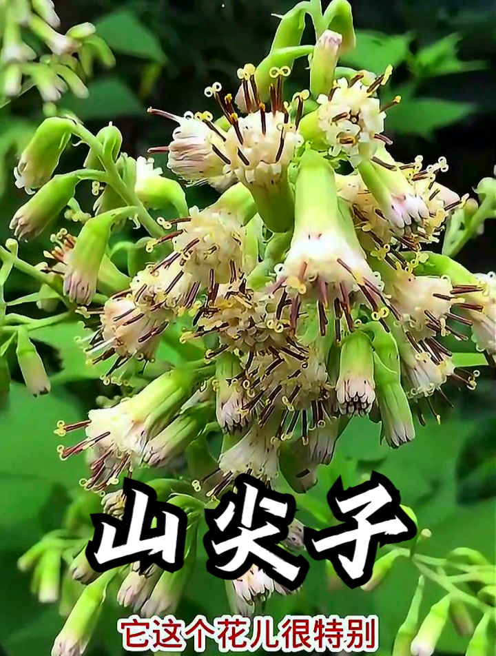 山尖子也叫三角菜,拿它炖汤食用,可以补充身体营养