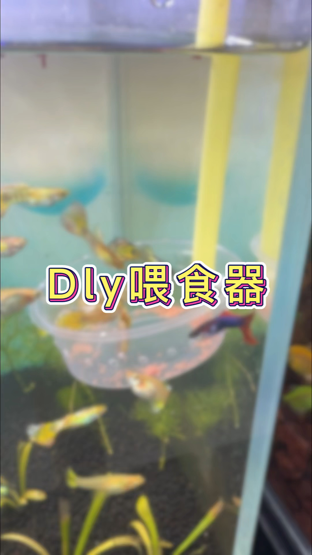 不花钱做个喂食器 #自己动手diy #喂食器 #观赏鱼