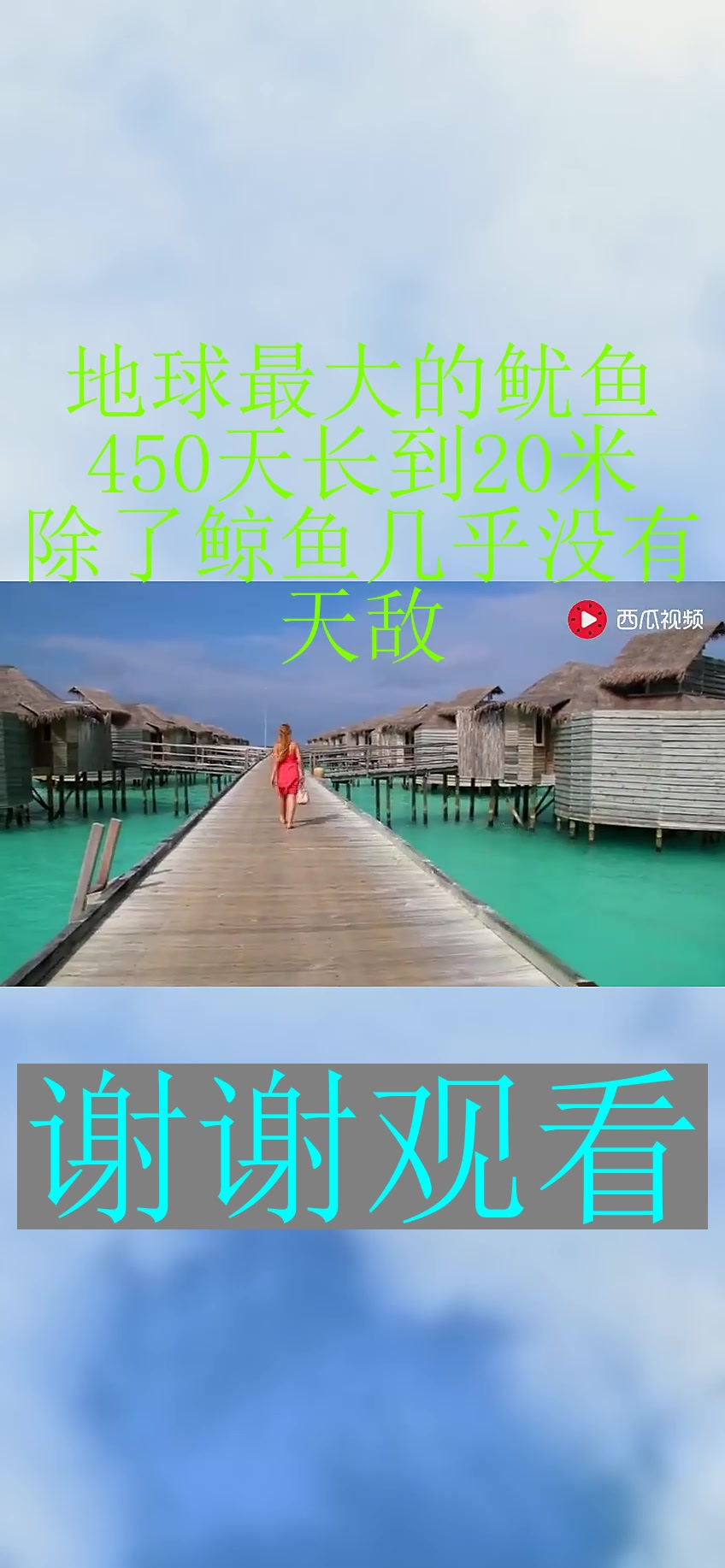 地球最大的鱿鱼,450天长到20米,除了鲸鱼几乎没有天敌!