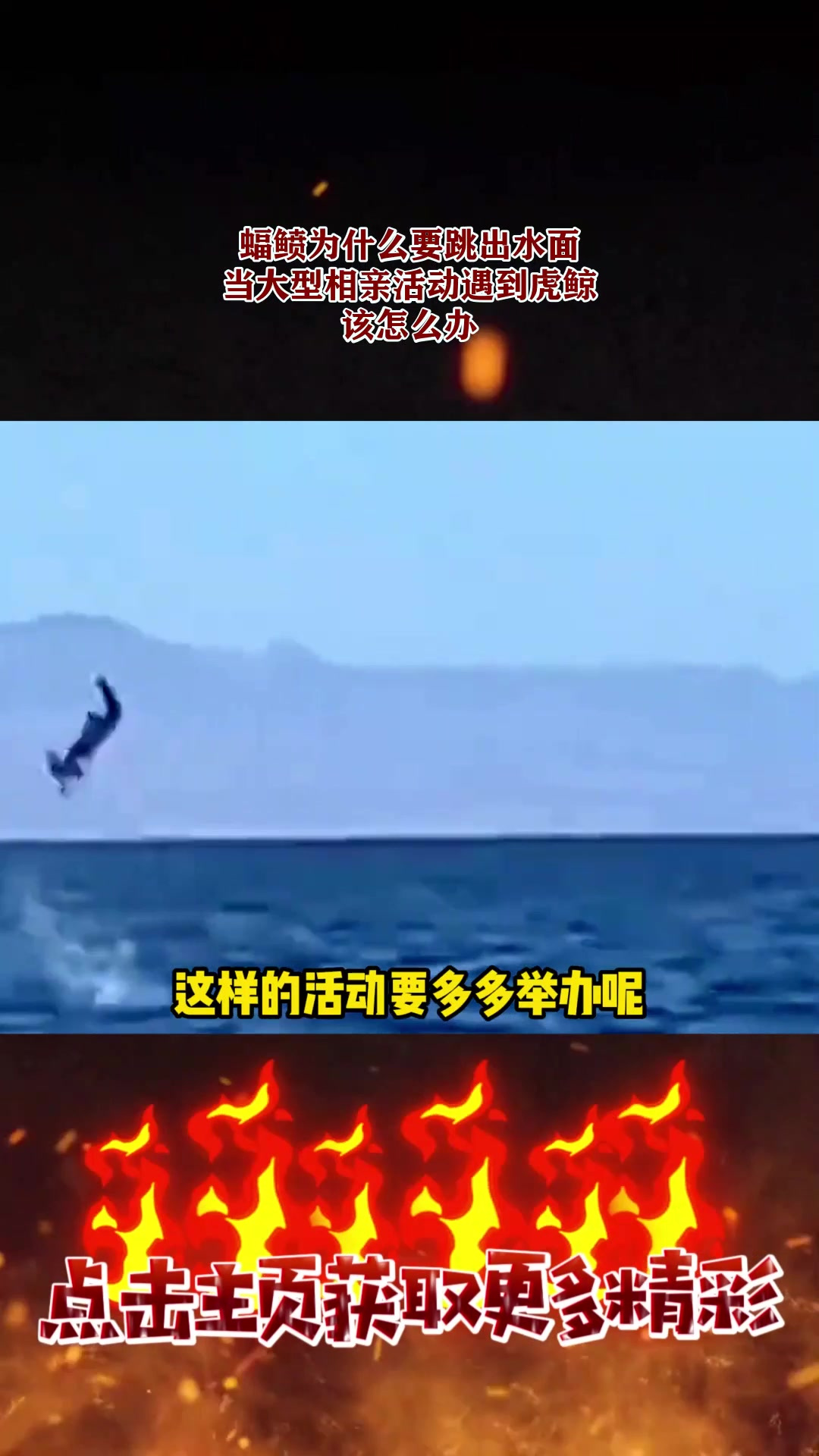 蝠鲼为什么要跳出水面?当大型相亲活动遇到虎鲸,该怎么办3
