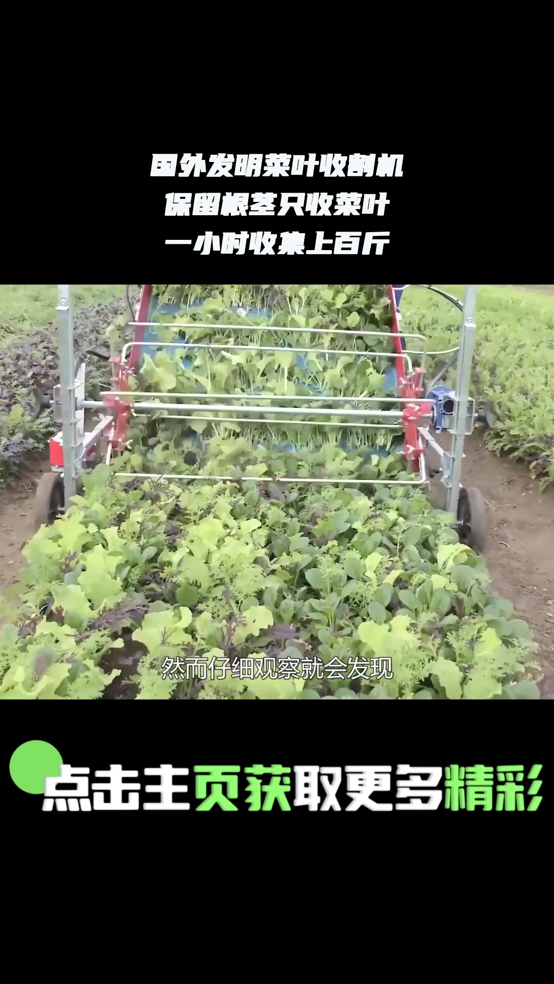 国外发明菜叶收割机,保留根茎只收菜叶,一小时收集上百斤 1