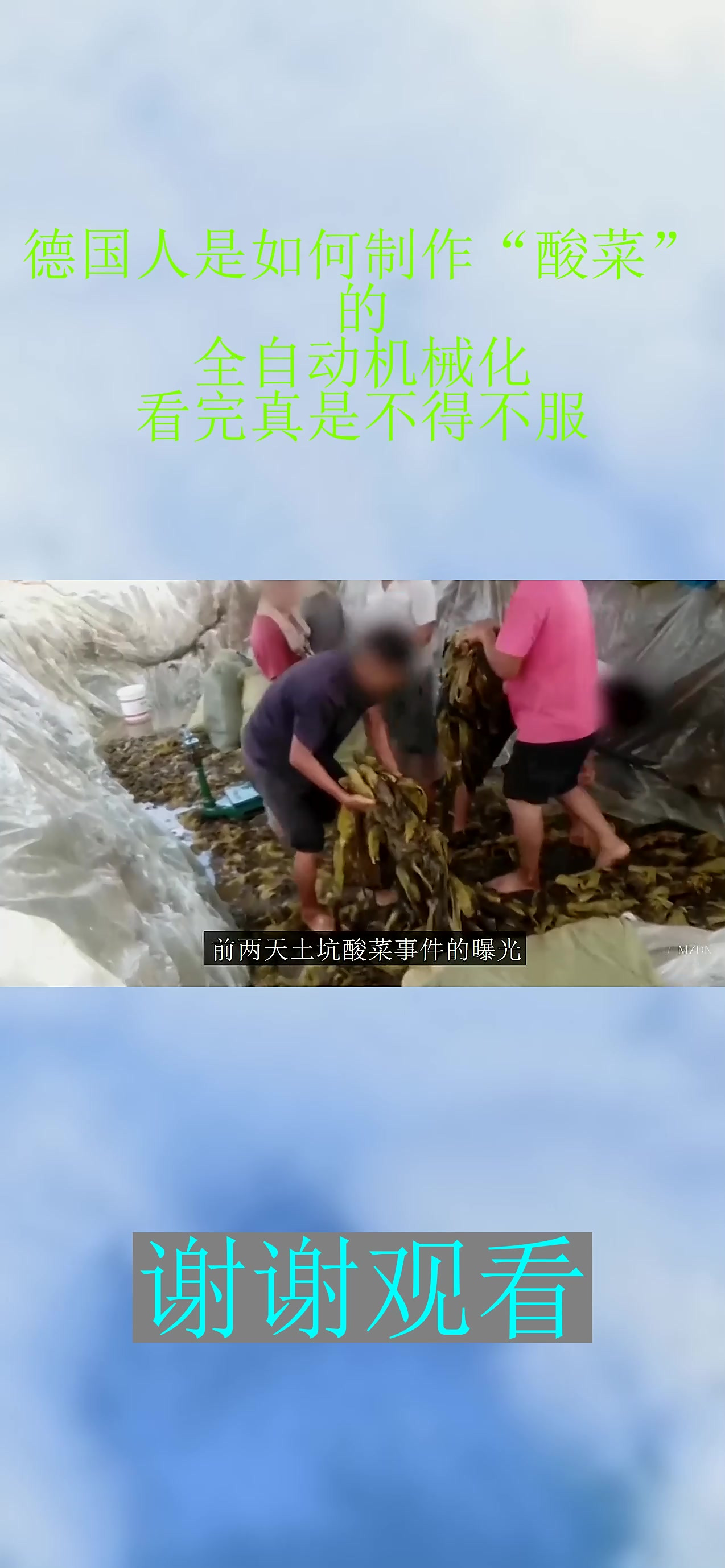 德国人是如何制作“酸菜”的?全自动机械化,看完真是不得不服!
