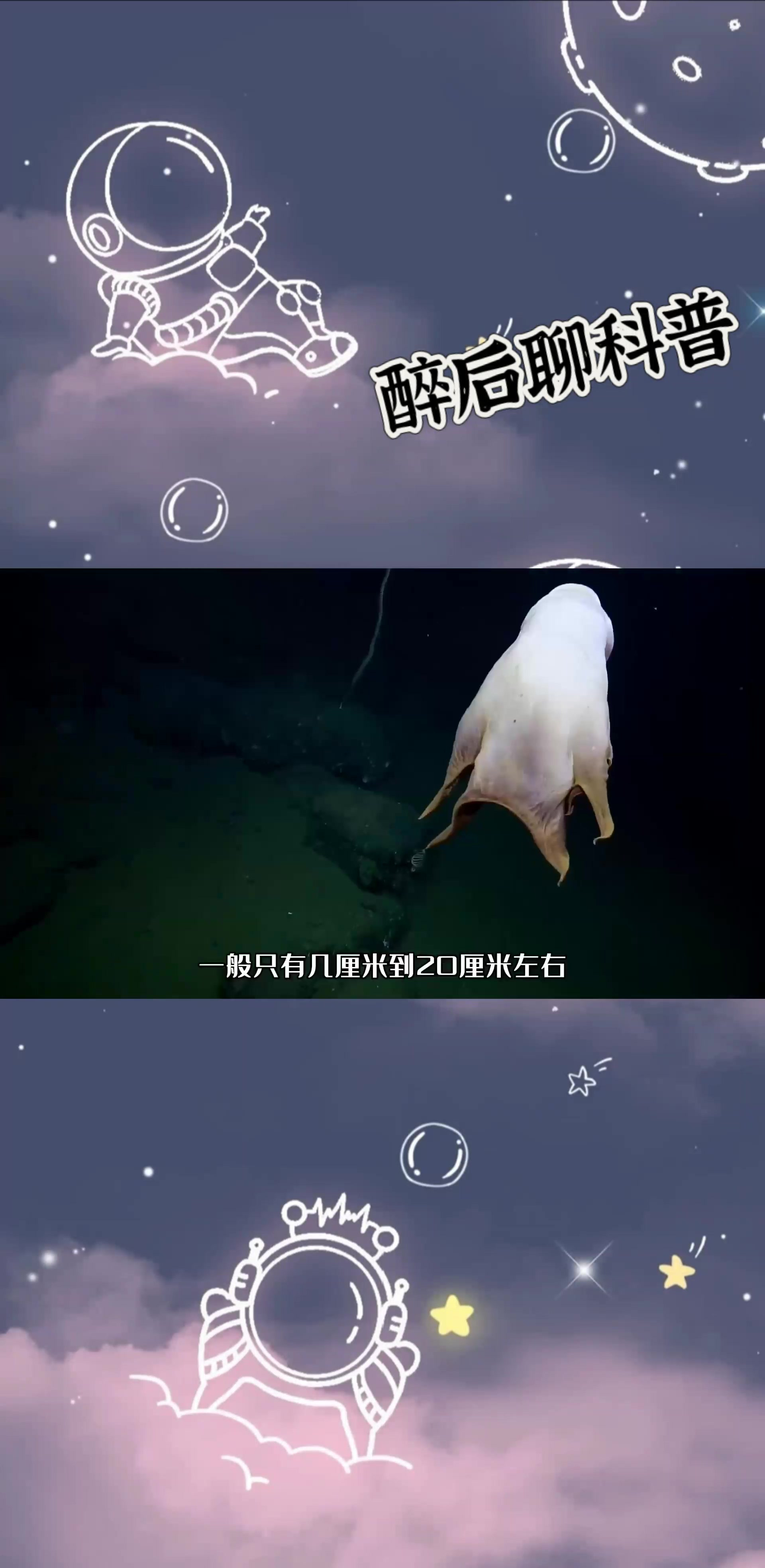 你见过长得像大象一样的章鱼吗?