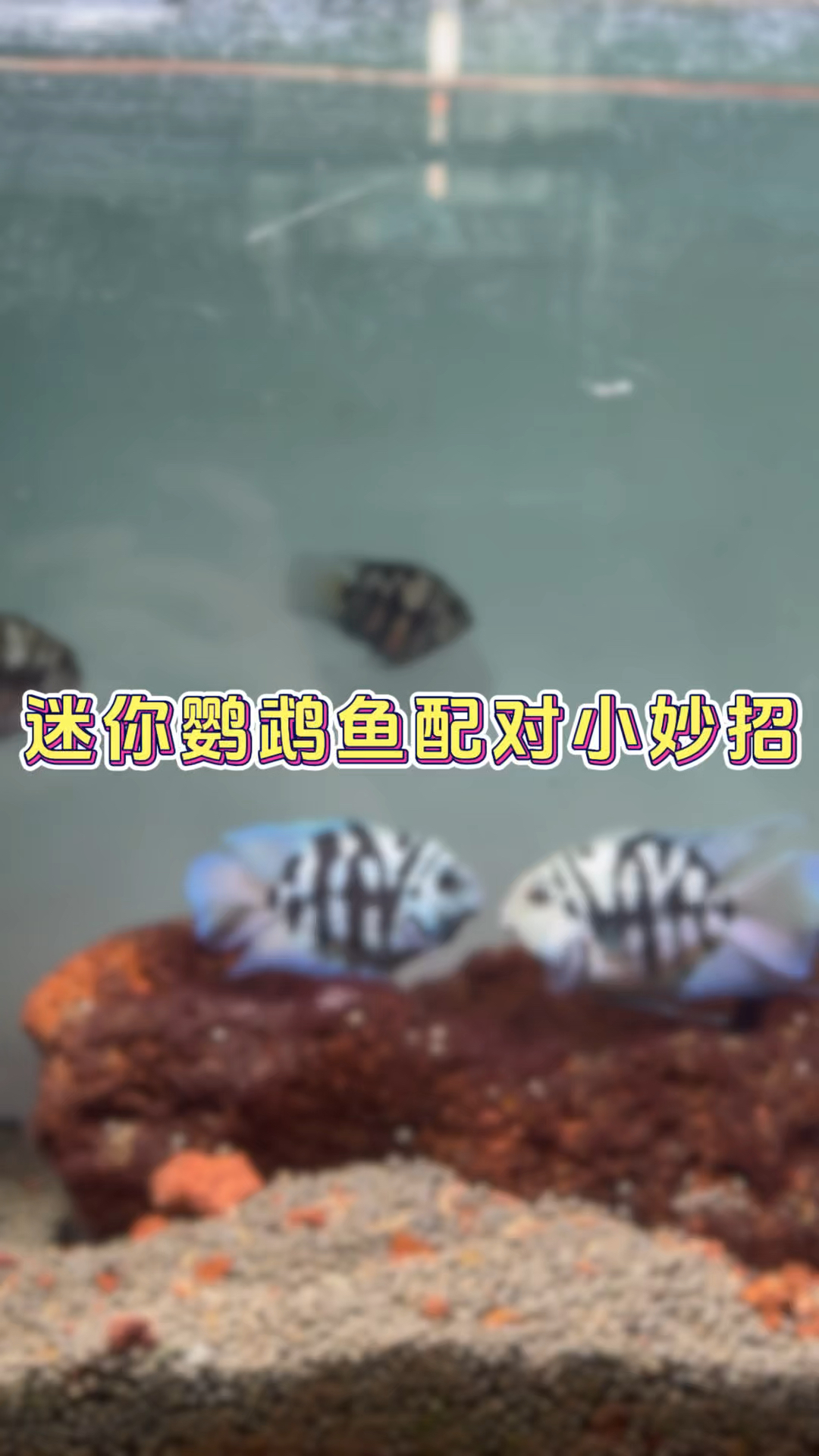 迷你鹦鹉鱼总打架不配对吗?分享一个让它们快速配对的小方法