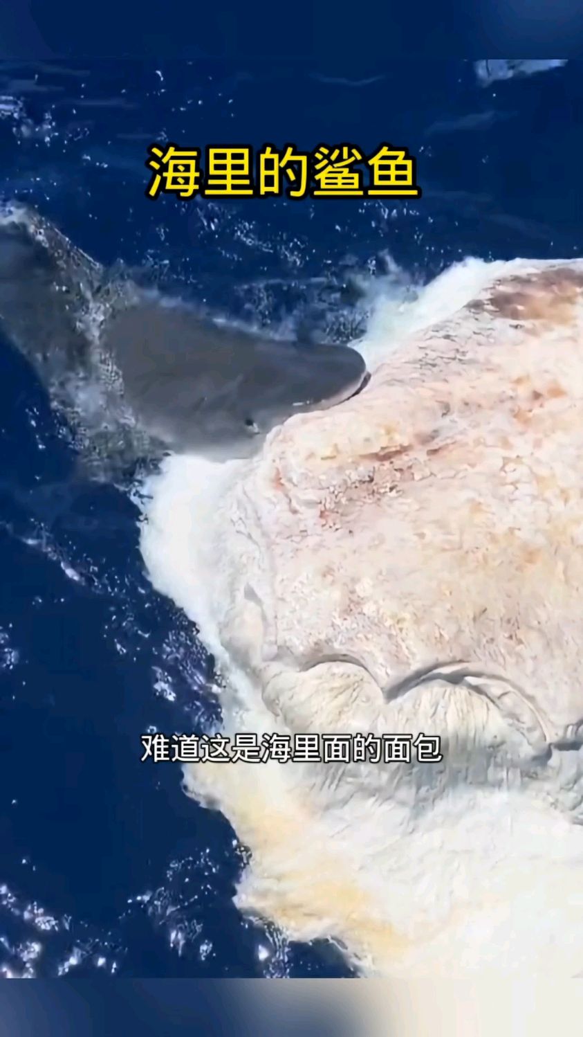 海里的鲨鱼,这是吃的鲸鱼吗