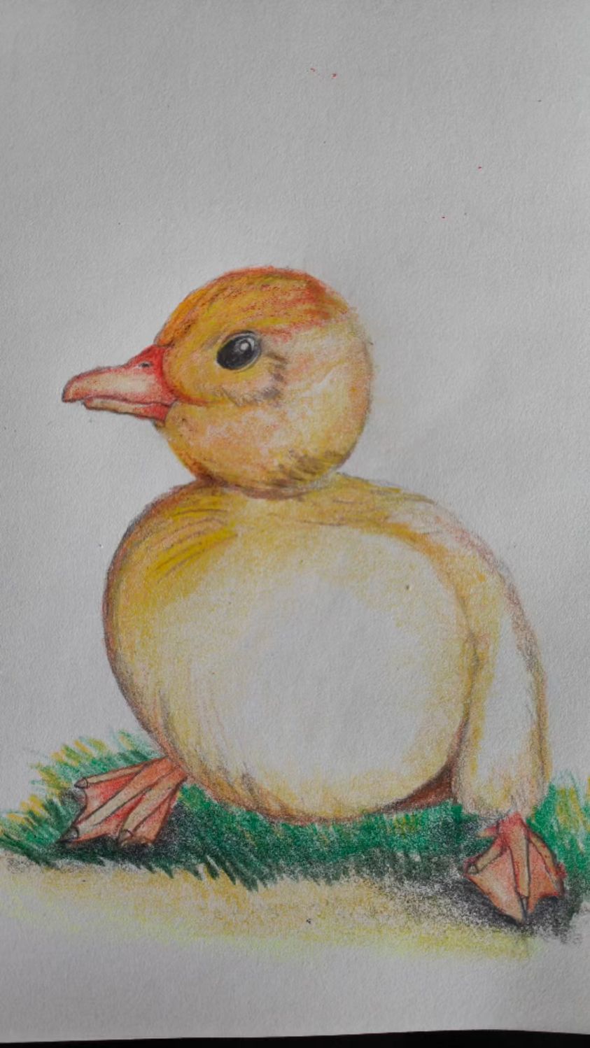 简笔画:绘画一只可爱的小鸭鸭