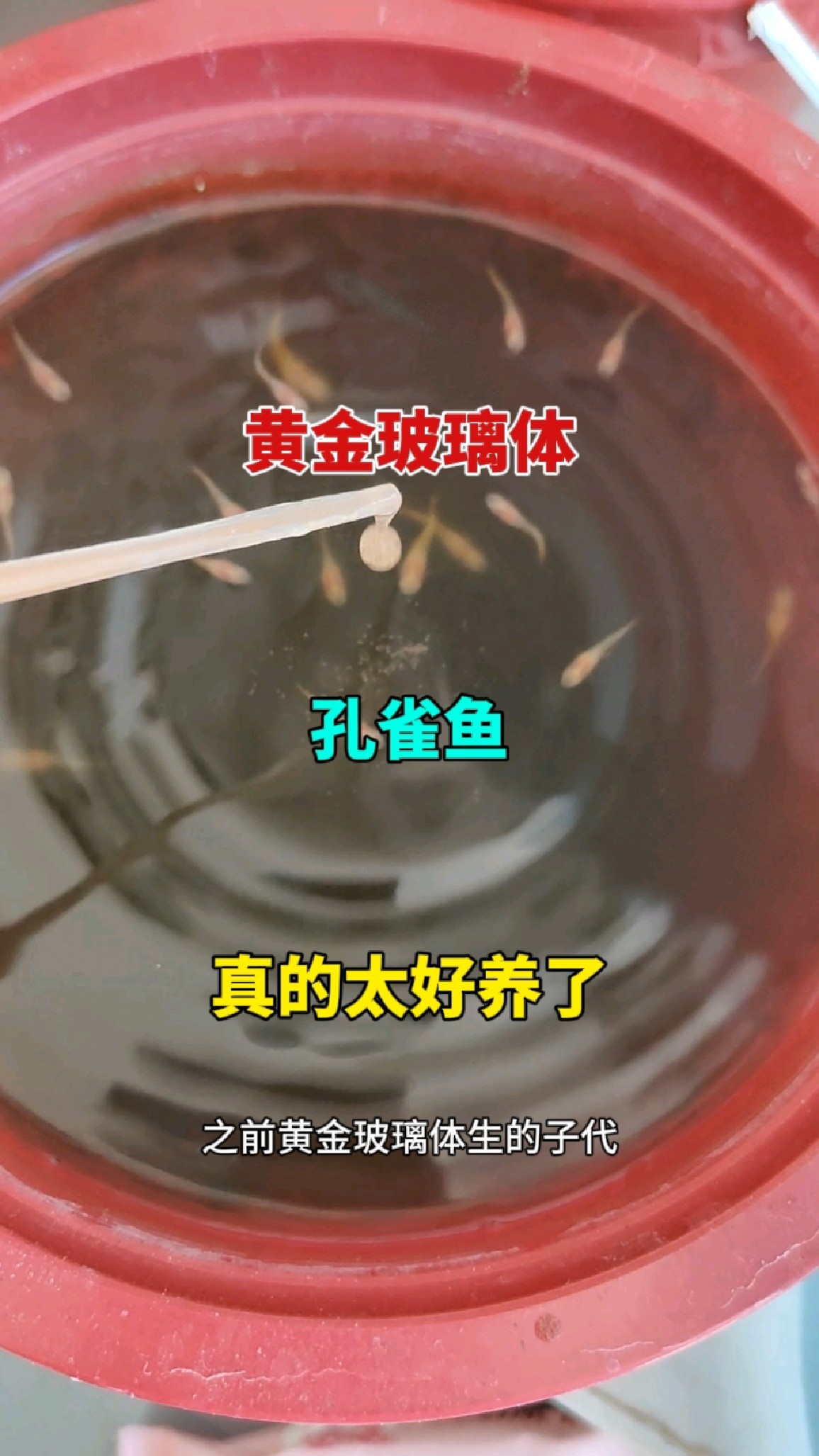 环境即使在恶劣,孔雀鱼照样能繁殖
