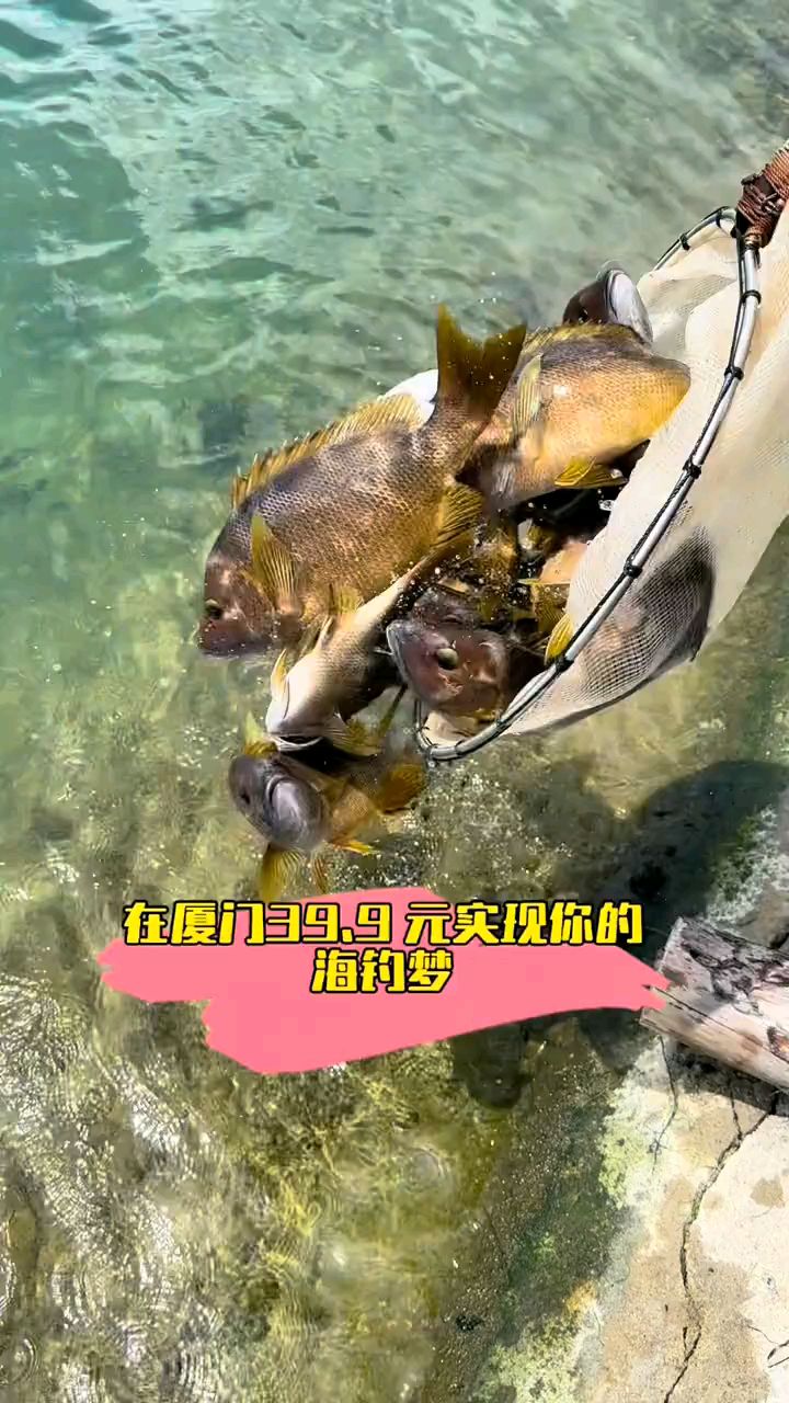 放鱼啦厦门海水钓场39 元不限时金石蚌鱼石斑鱼等你来实现钓海鱼梦