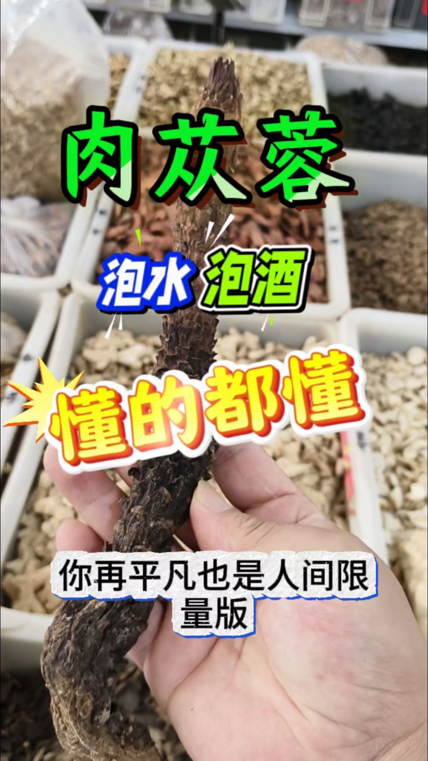 泡水泡酒的好搭档,肉苁蓉你知道吗?