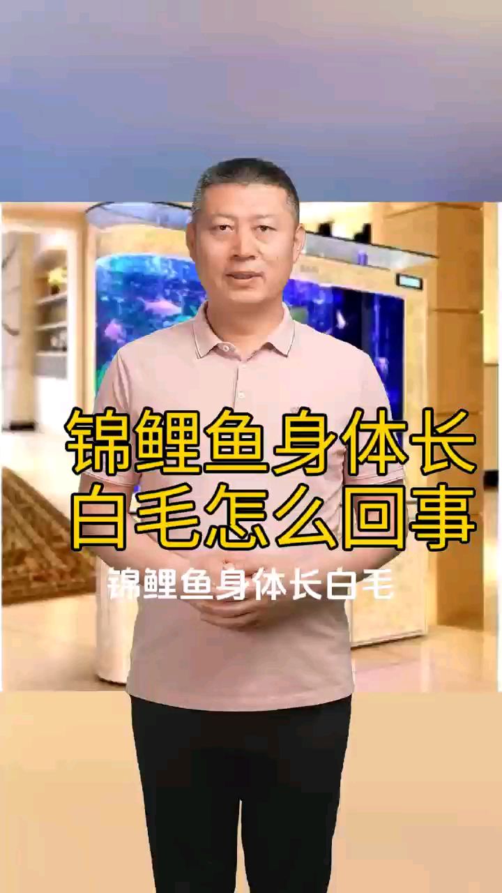 锦鲤鱼身体长白毛怎么回事