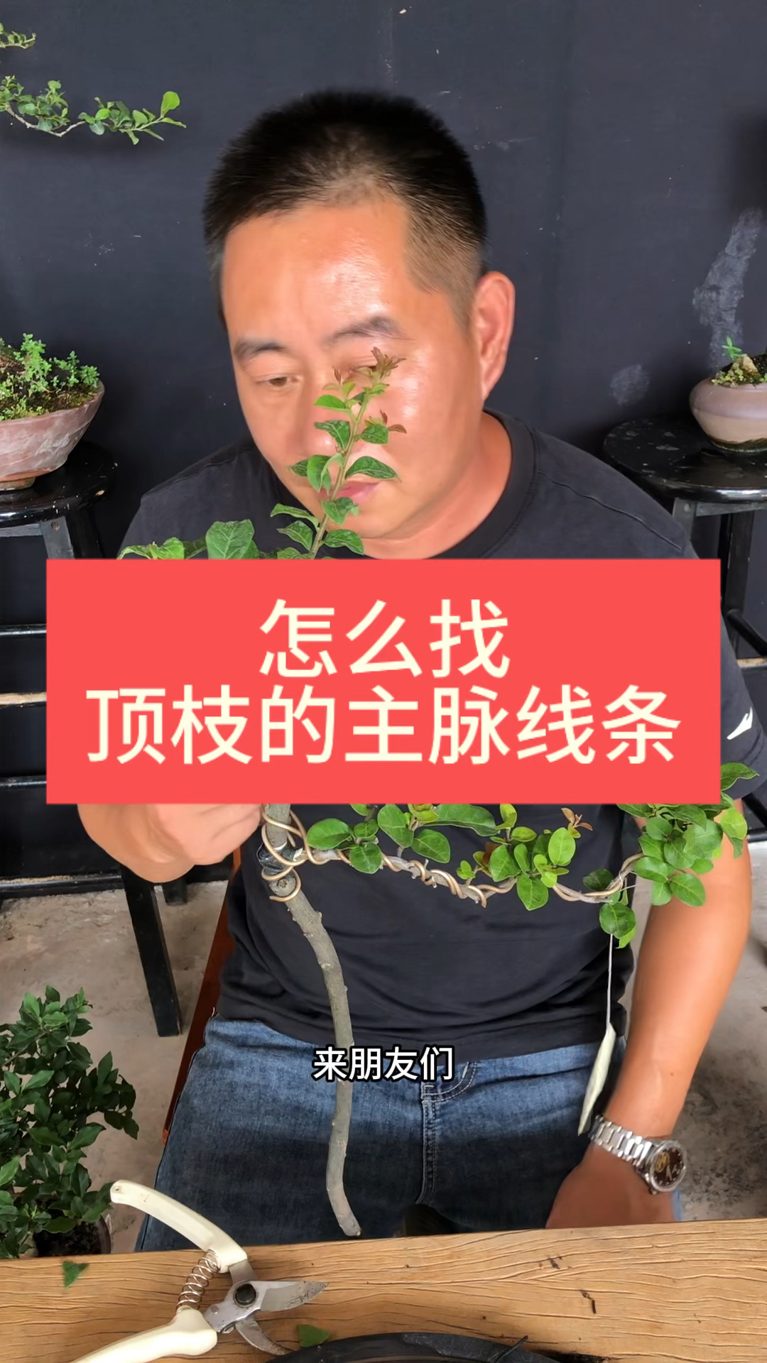 盆景造型设计———怎么找顶枝的主脉线条?