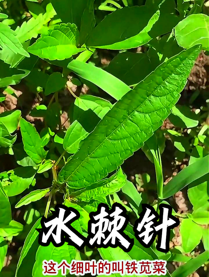 水棘针也叫土荆芥,拿它煮水饮用,可以提高身体抵抗力