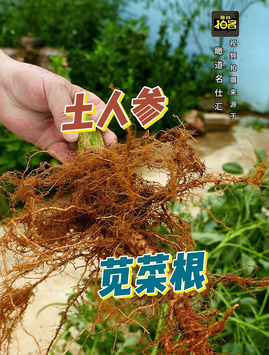 七八月份的苋菜根,有妙用