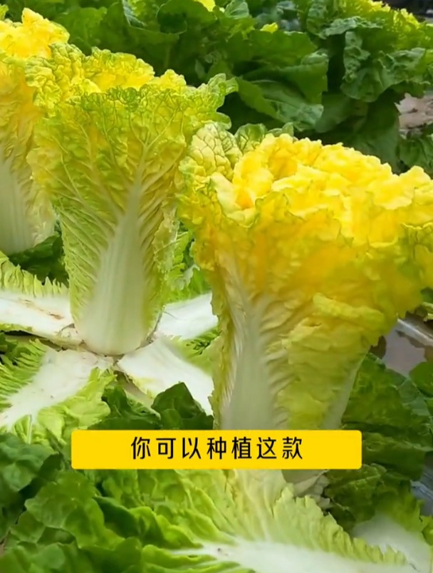 这种白菜菜心金灿灿,好种植生长快,几棵就能吃到过年