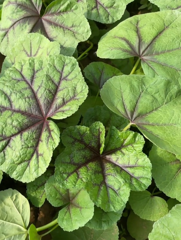 冬寒菜种下去可以多茬采收,自己种点,还是童年的味道!