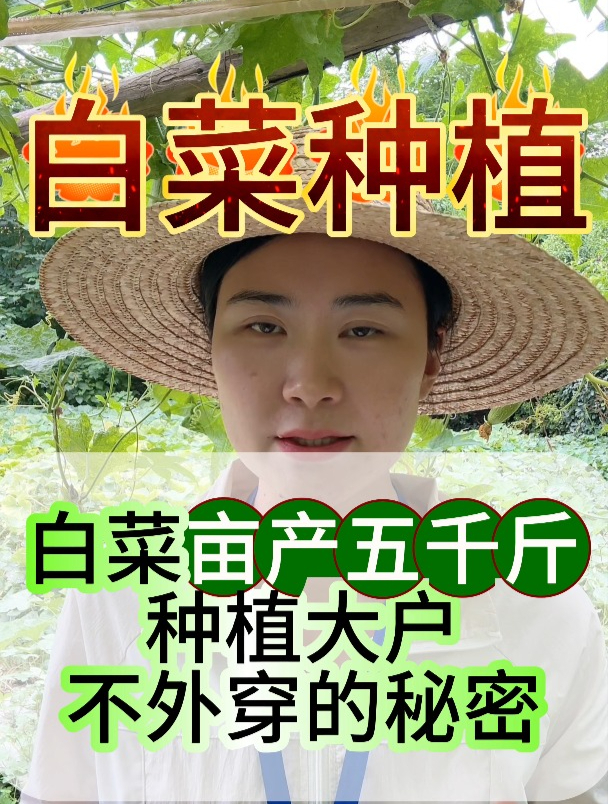 白菜亩产五千斤,种植大户不外传的秘密
