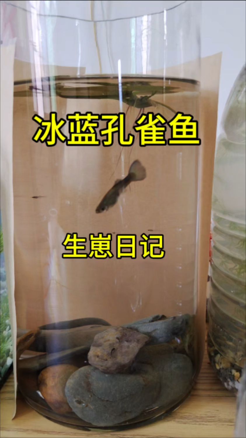 养鱼日记:孔雀鱼繁殖,冰蓝孔雀鱼生崽日常,新手小白入坑带苗咯