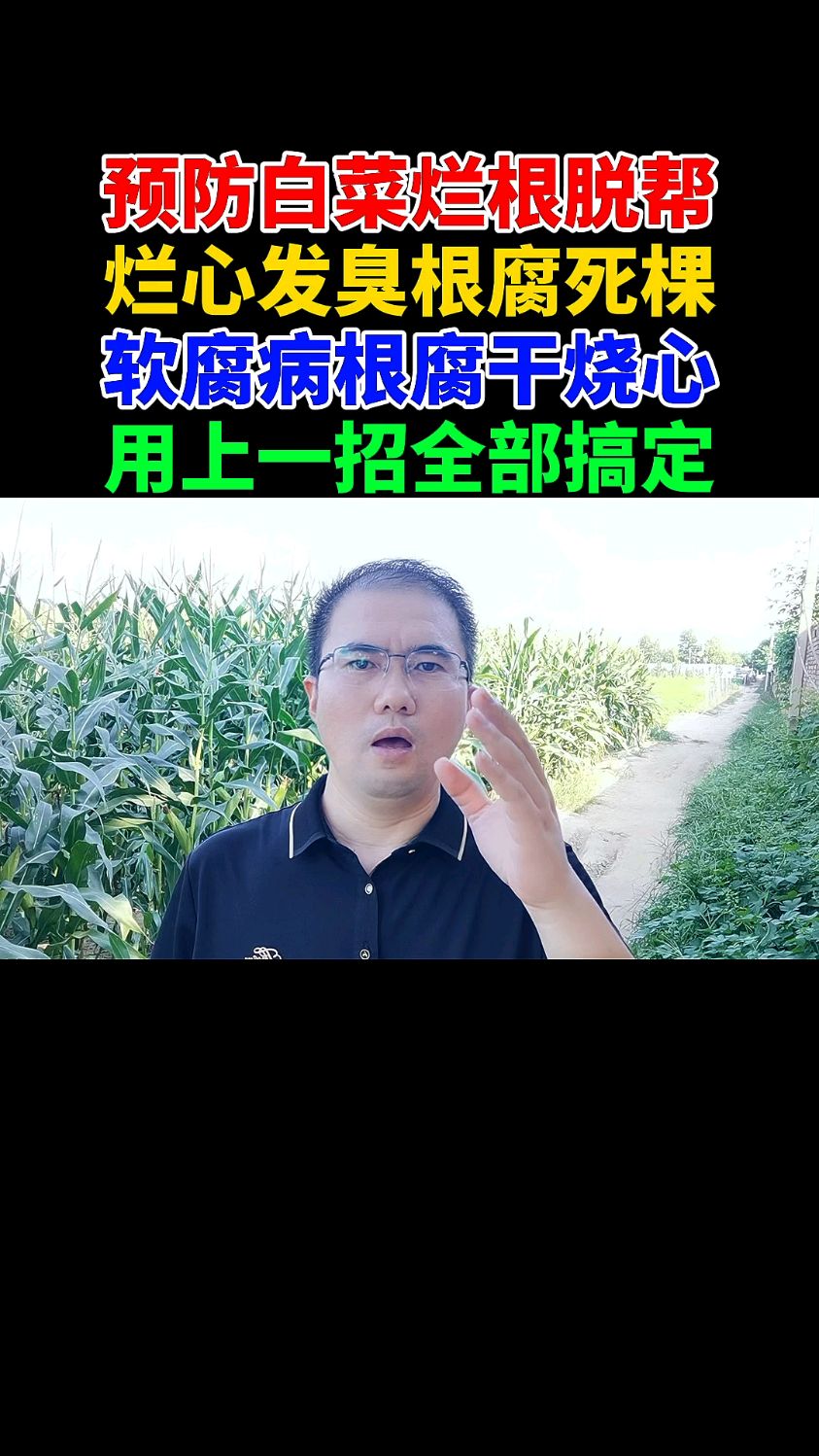 预防白菜烂根脱帮,烂心发臭根腐死棵,软腐病根腐干烧心