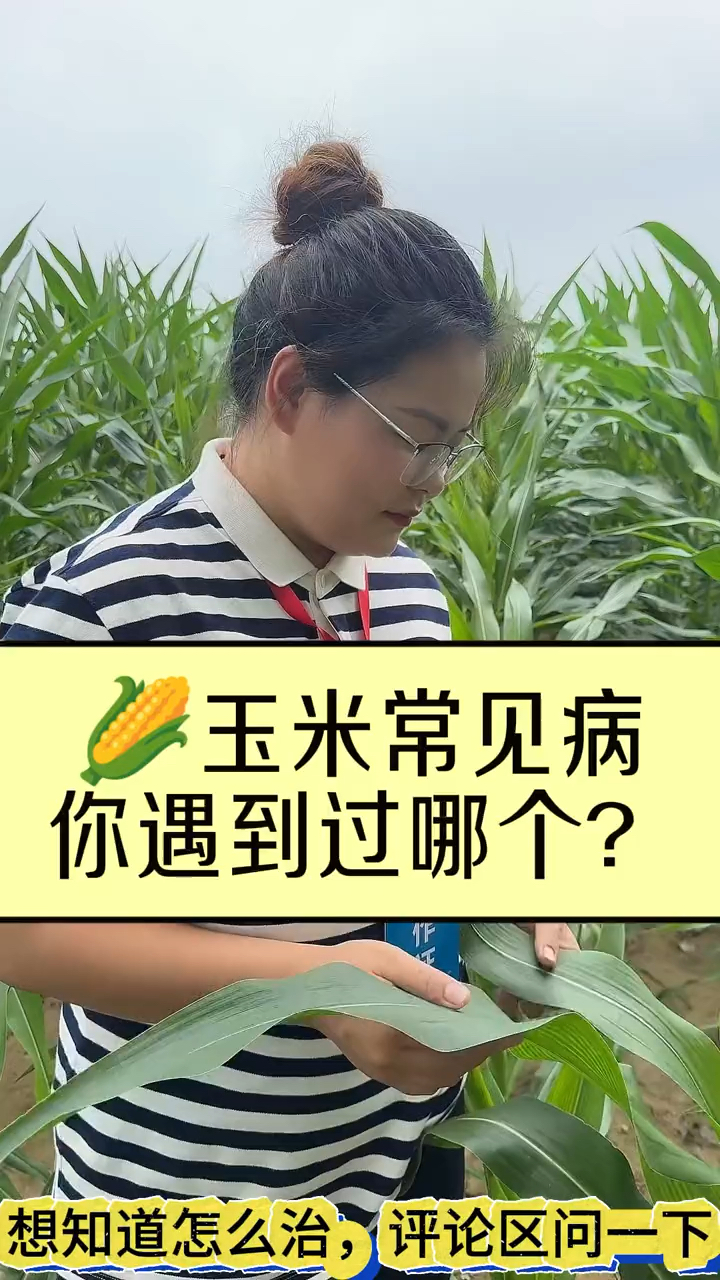 玉米的常见病害,你遇到过哪个!