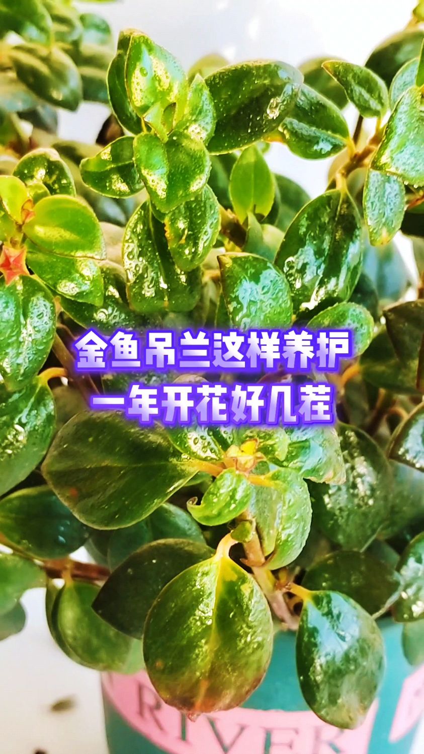 金鱼吊兰这样养护,一年开花好几茬