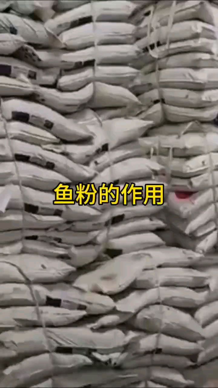 鱼粉作用,鱼粉用途