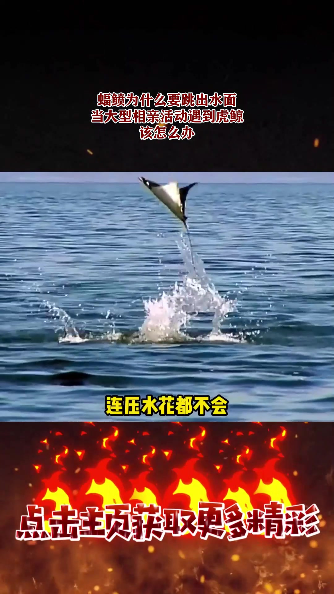 蝠鲼为什么要跳出水面?当大型相亲活动遇到虎鲸,该怎么办1