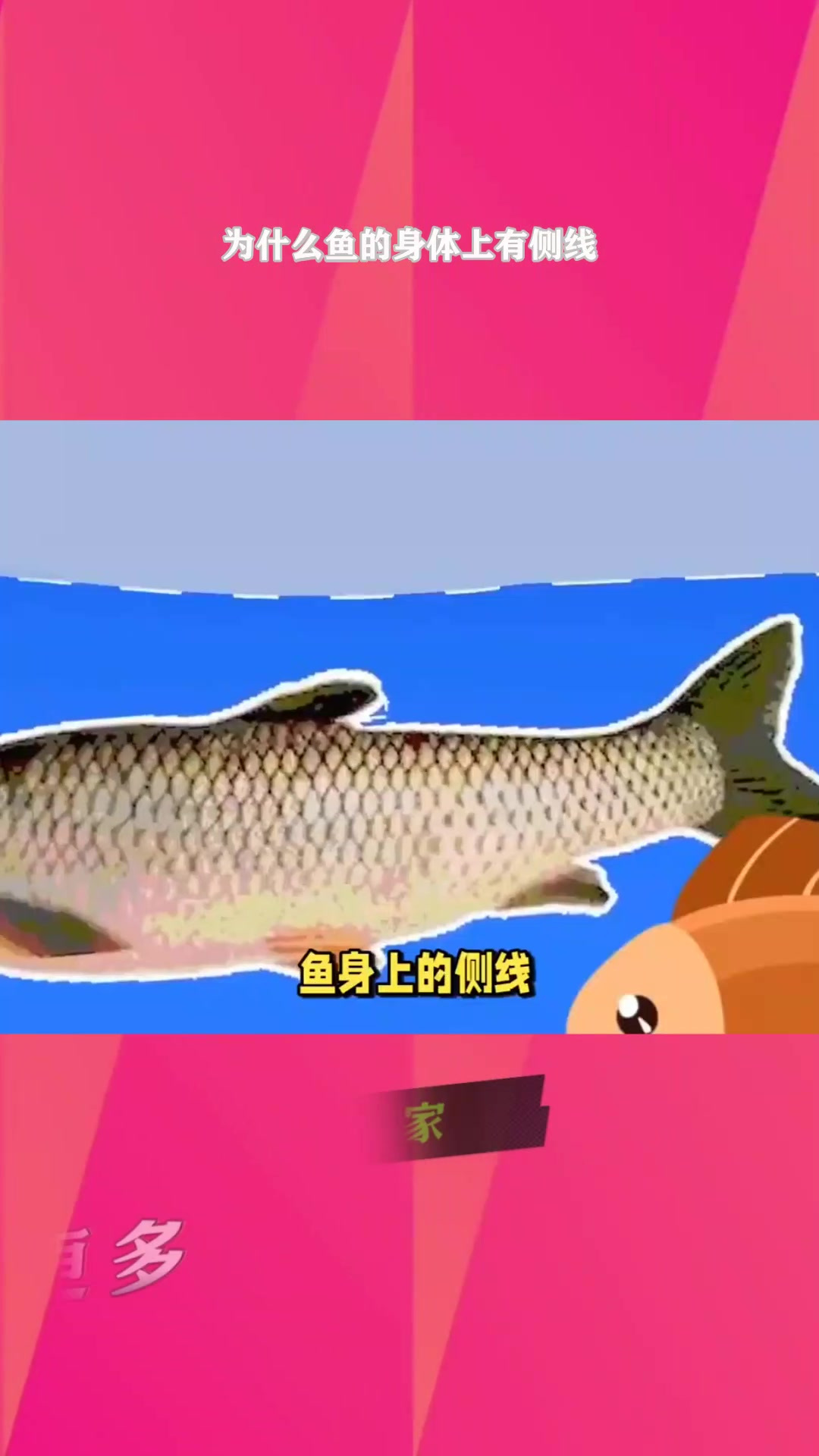 为什么鱼的身体上有侧线