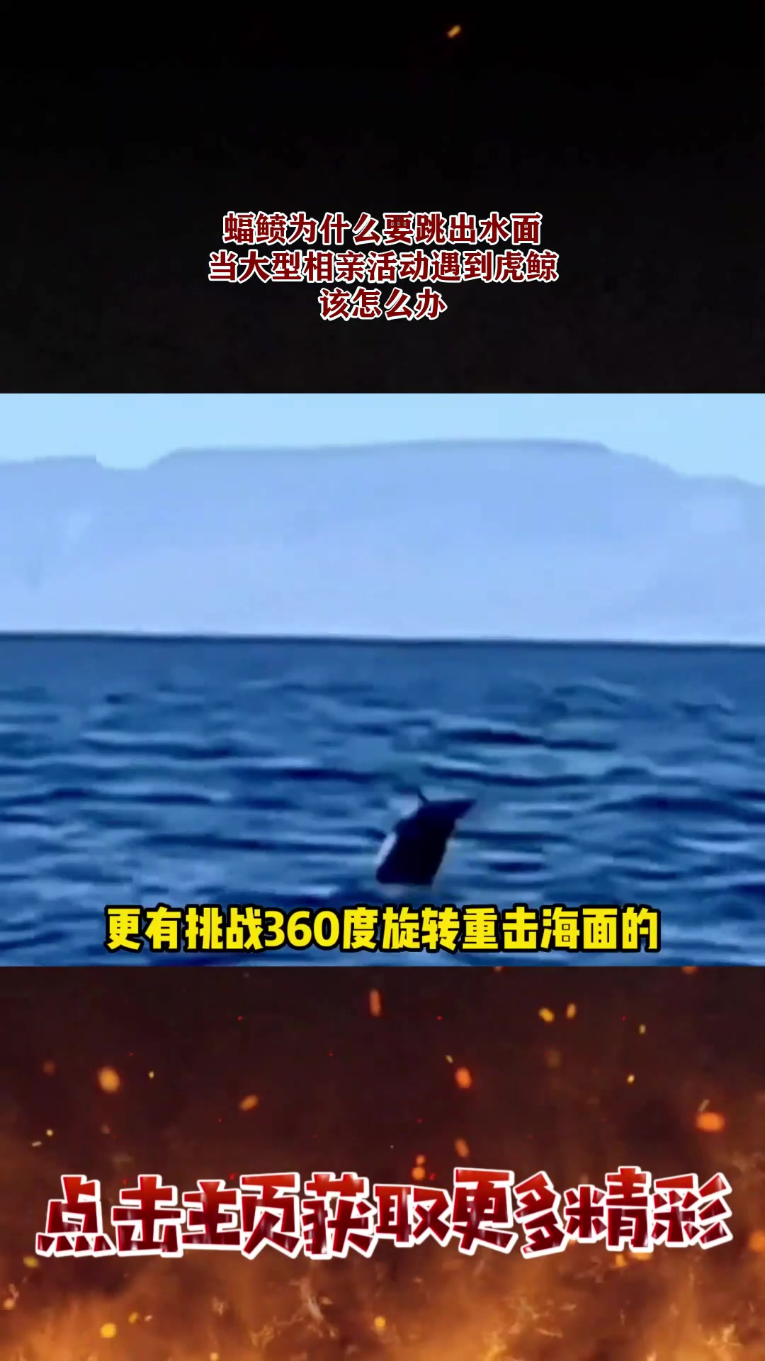 蝠鲼为什么要跳出水面?当大型相亲活动遇到虎鲸,该怎么办2