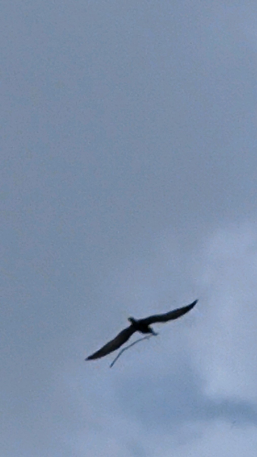 9江南墨客摄影(白天鹅穿越时空的赞歌-前世凌云志,今生博云霄)