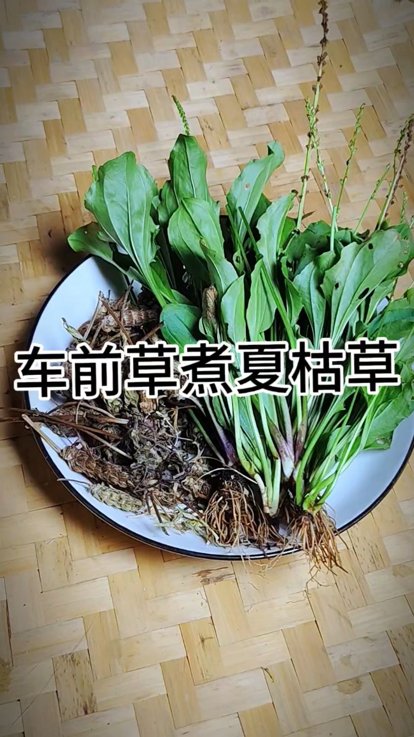 车前草夏枯草一起煮水,你知道它的用处吗