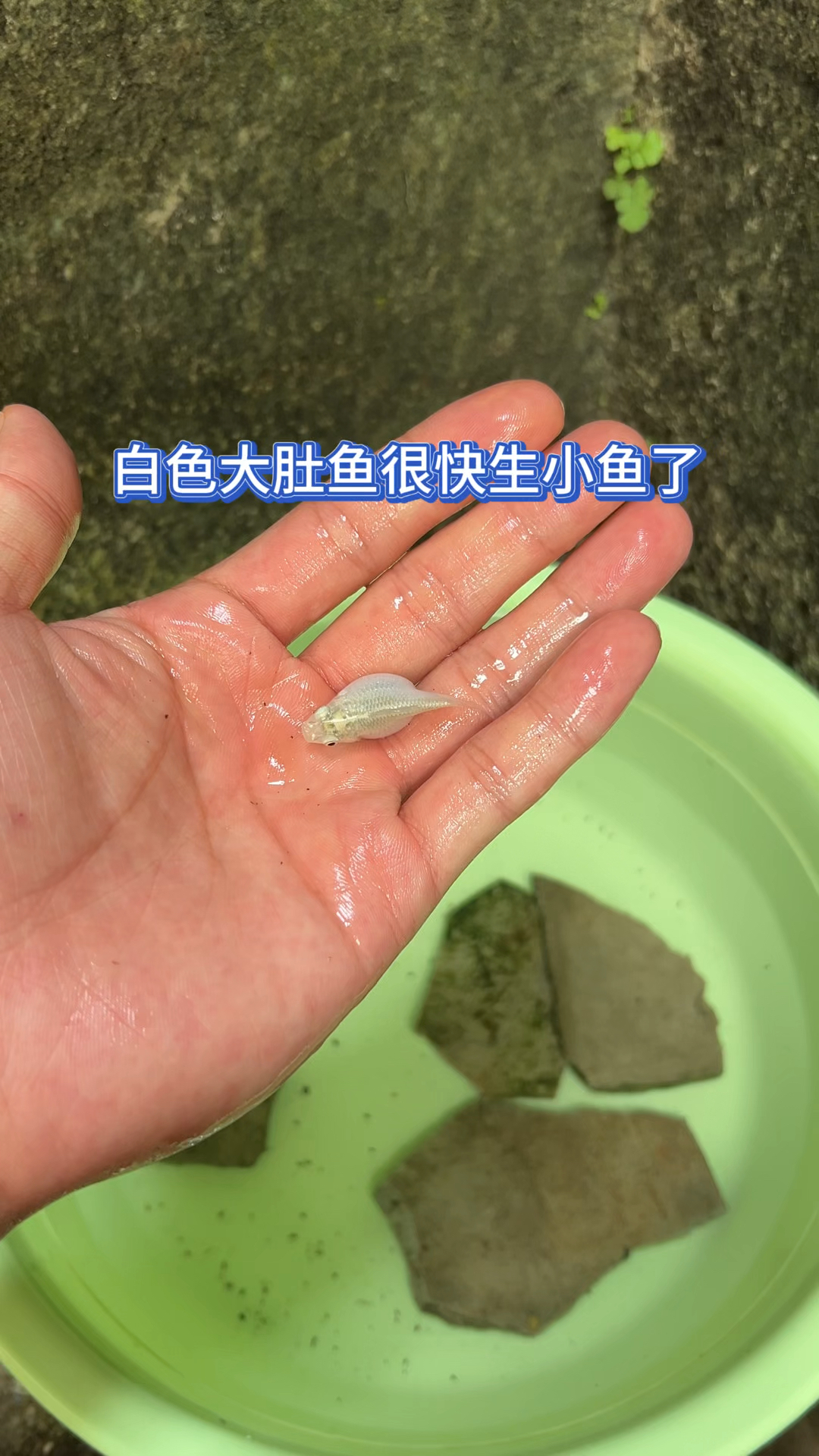 白色大肚鱼准备生小鱼了?