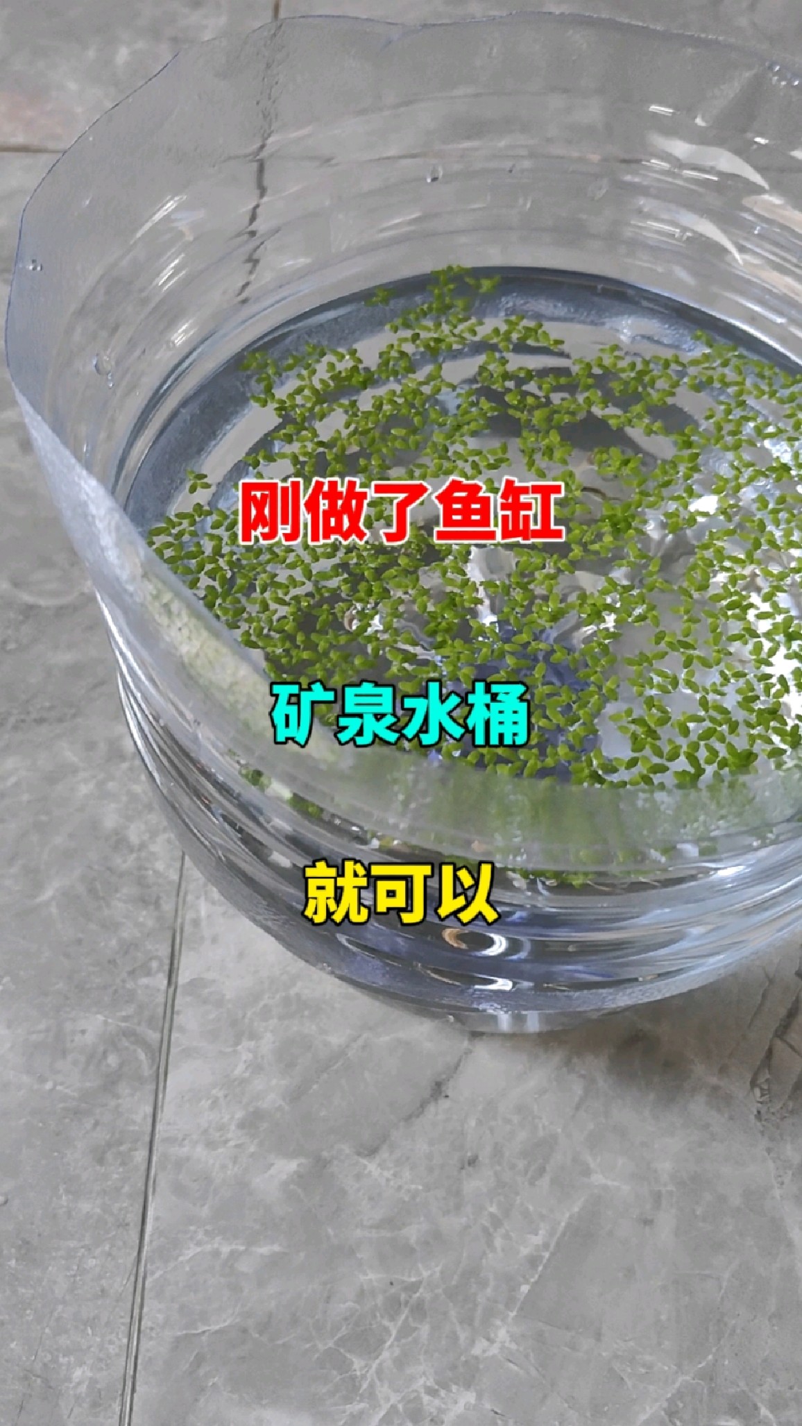 自制矿泉水桶养鱼,省钱又好用