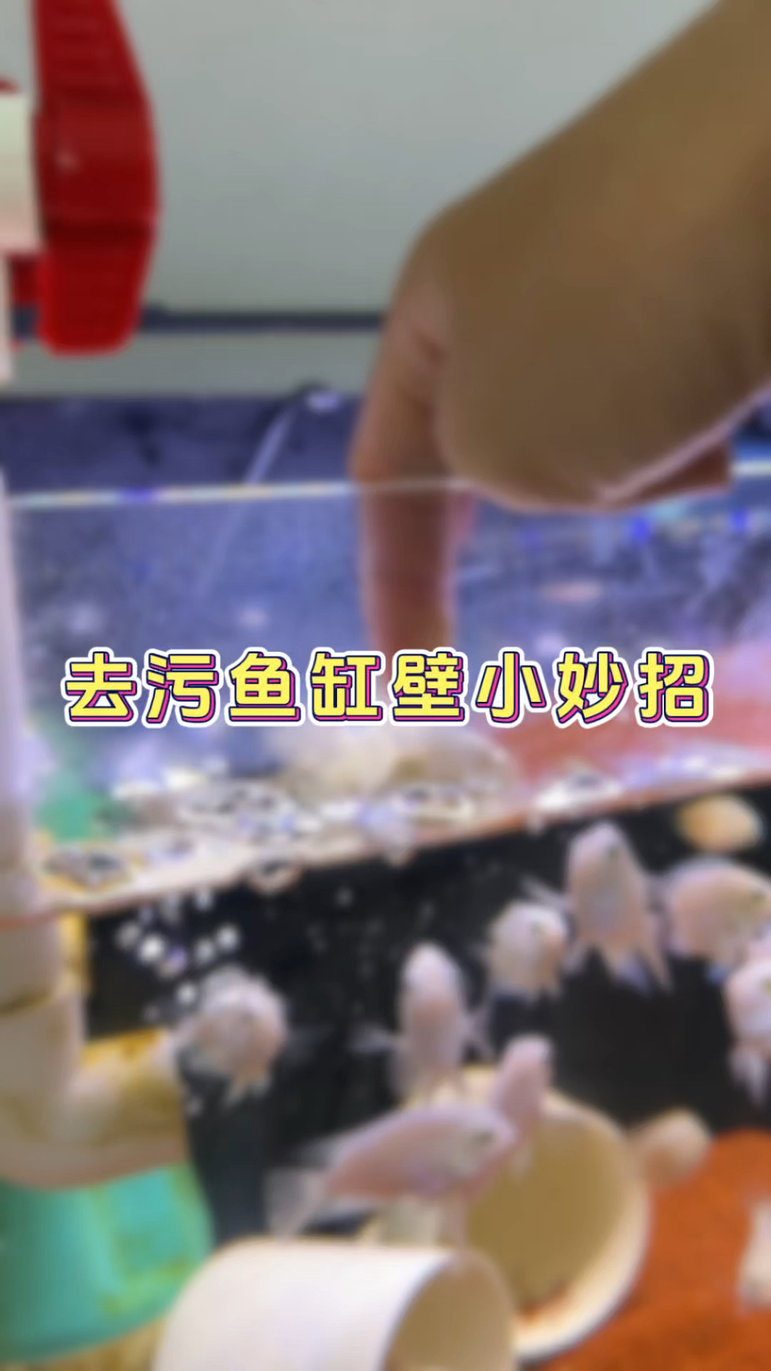 去污鱼缸壁小妙招#鱼缸除水垢的方法 #水垢如何清除 #观赏鱼