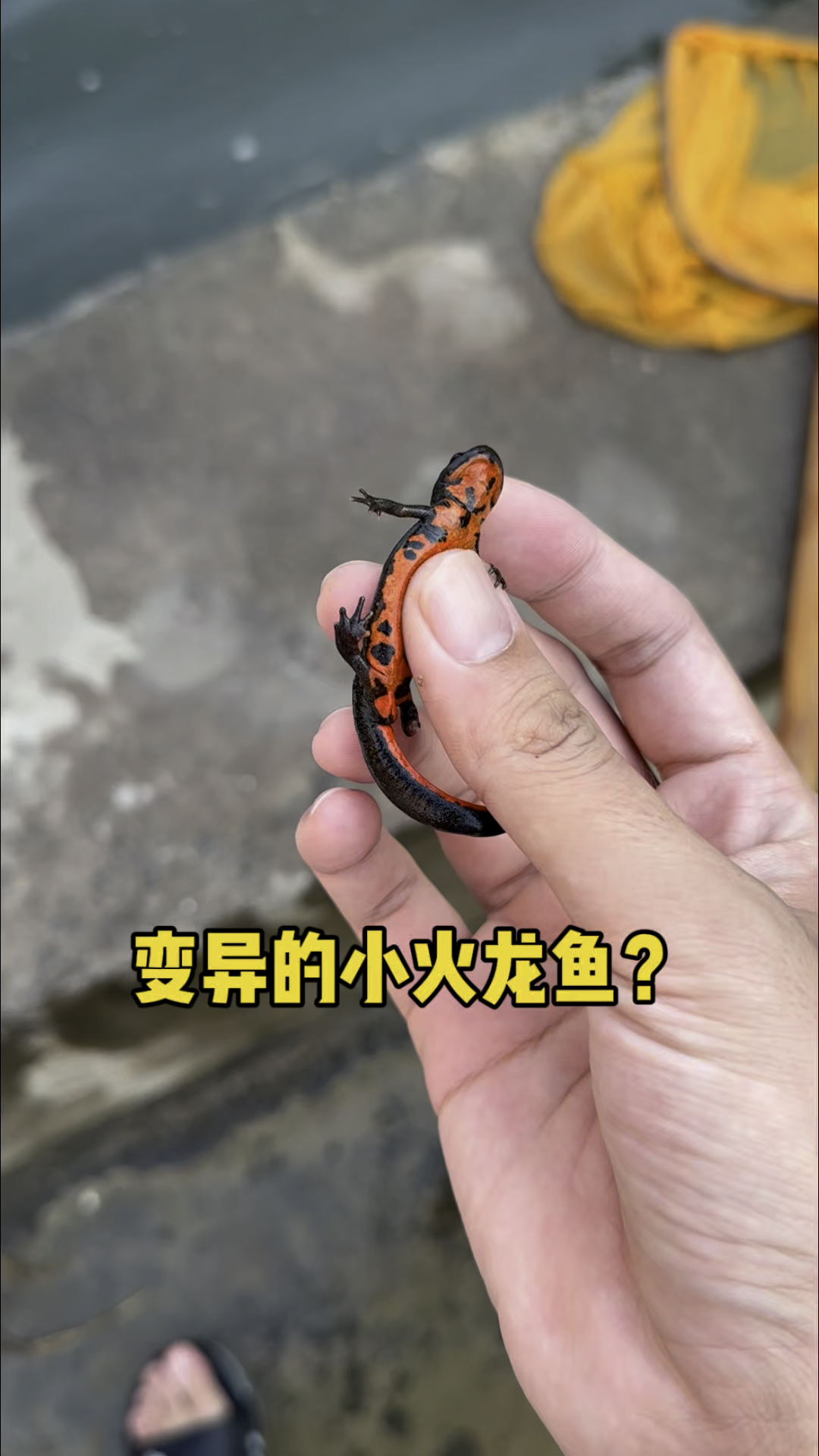 变异的小火龙鱼吗